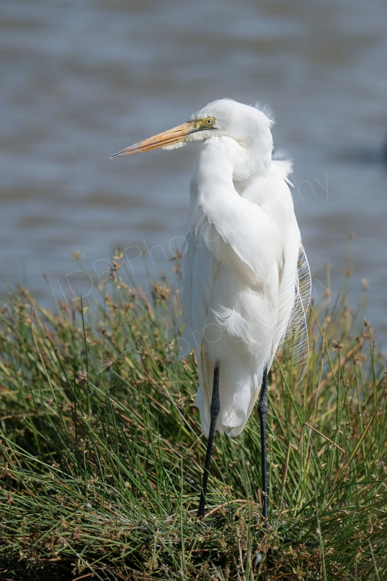 Great Egret (Ardea alba), standing by water, Amboseli, Kenya.