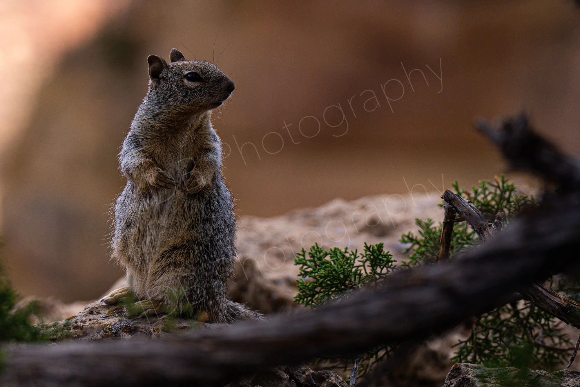 California ground squirrel sitting upright on a rock with nice brown bokeh background and tree branch in foreground. Grand Canyon, Arizona, USA.