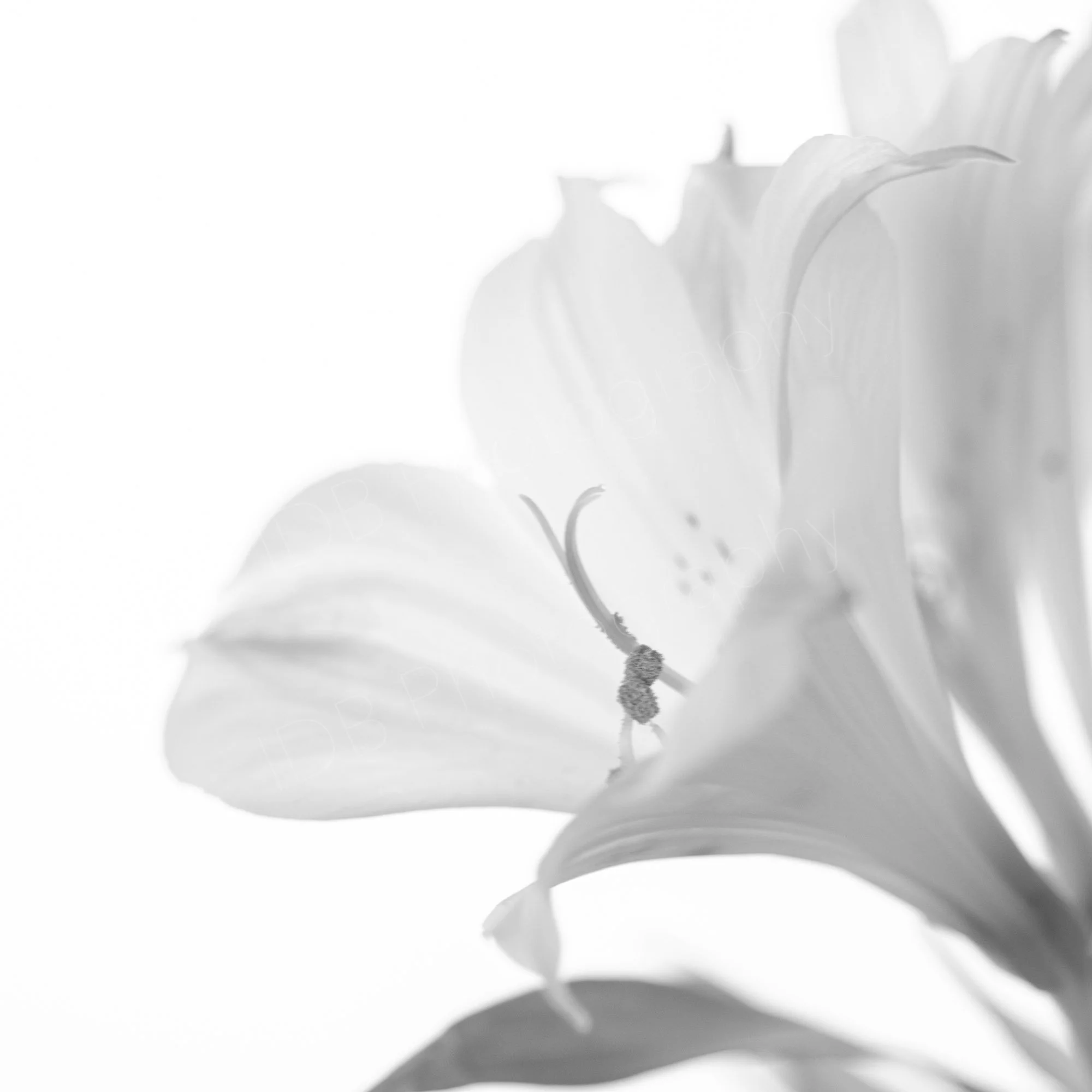 Black and white close-up of an Alstroemeria Charmelia White flower on a white background.