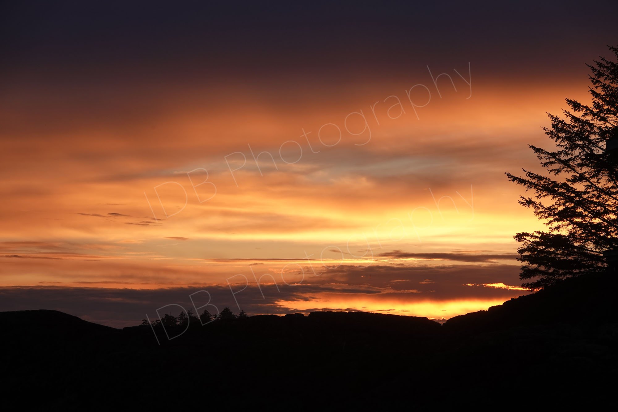A sunset with foreground and conifer silhouetting at Chesterman Beach near Tofino, Vancouver Island, BC. 
