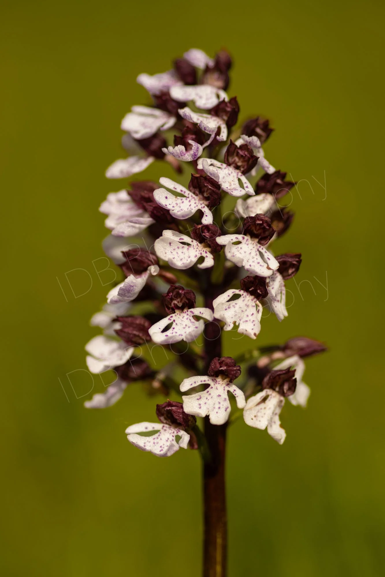 Lady Orchid (Orchis purpurea) on an olive green hazy background. Kent, UK.