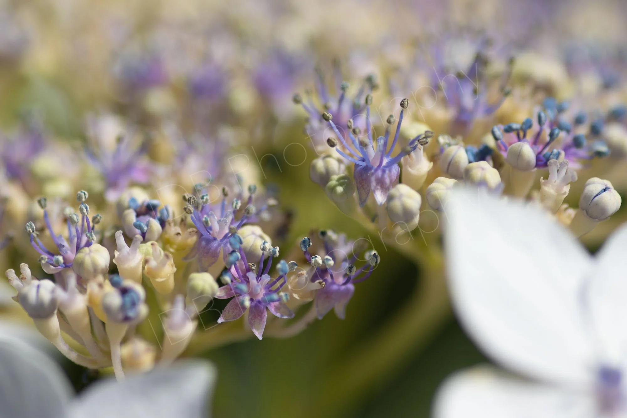 Close up of  possibly Hydrangea Aspera Macrophylla with colourful florets just opening. Wisley, Surrey, UK.