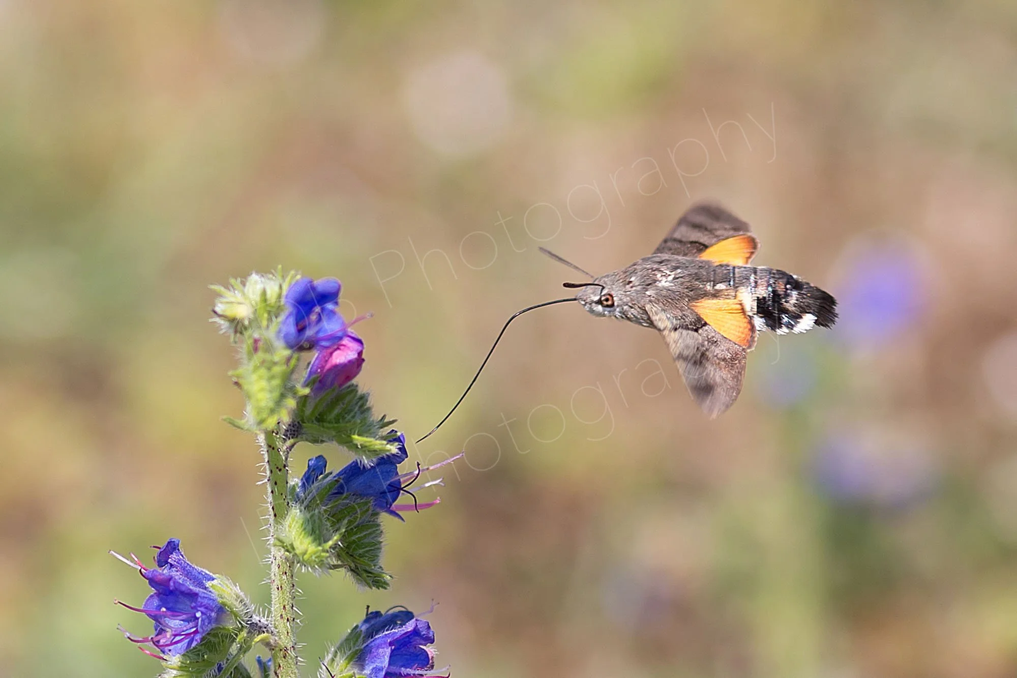 Hummingbird hawk-moth (Macroglossum stellatarum) with proboscis extended to a Viper's Bugloss flower in Kent, UK.