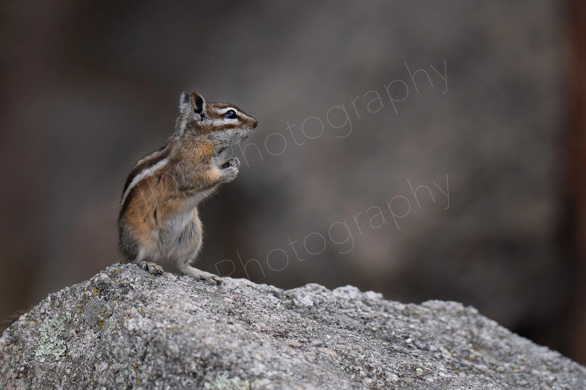 A Least Chipmunk standing on a grey rock with a lovely bokeh background.  Estes Park, Colorado, USA. (1)