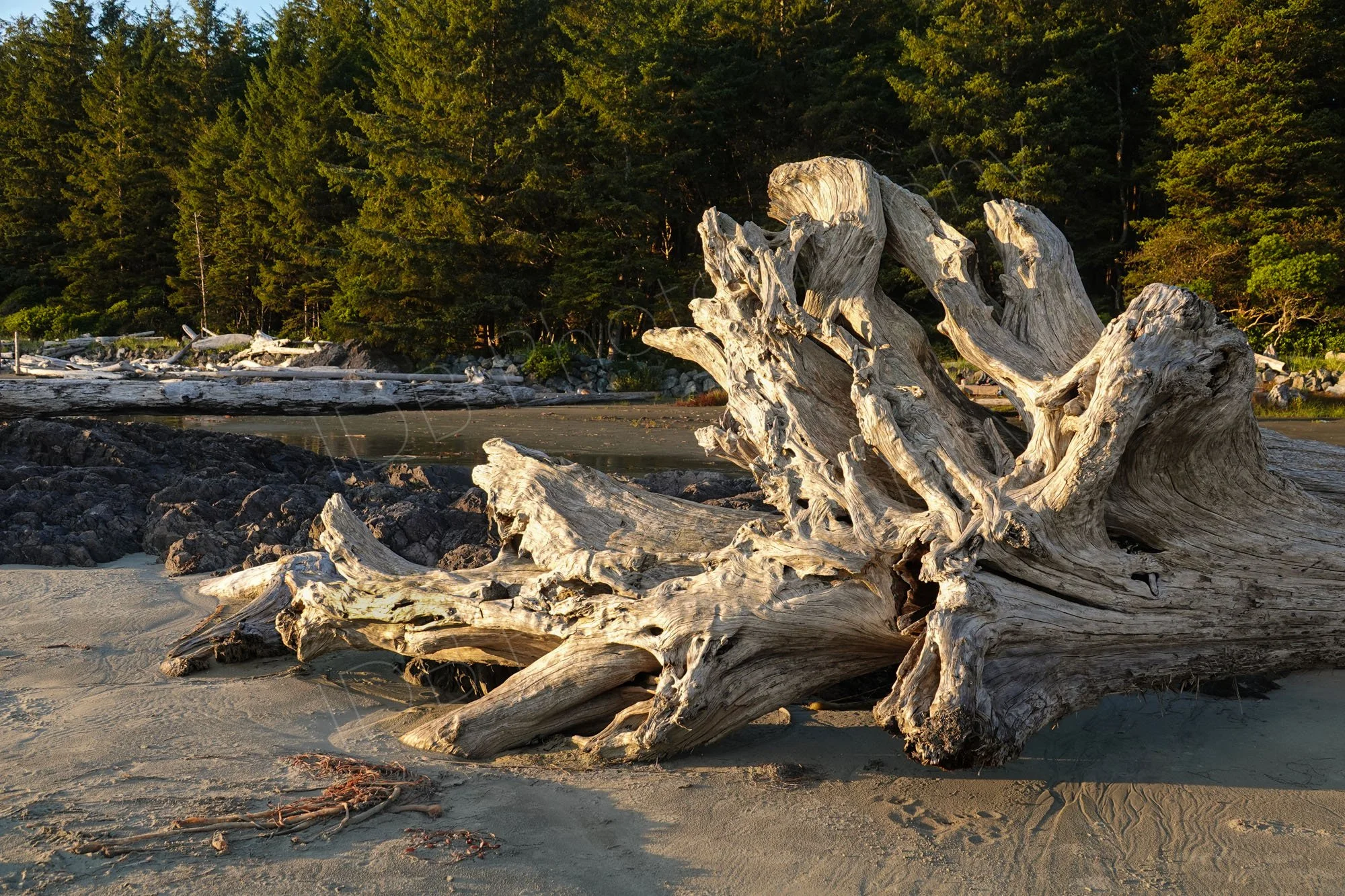 A large, bleached tree root with upright conifers and other driftwood in the background at Chesterman Beach, Vancouver Island, BC. 