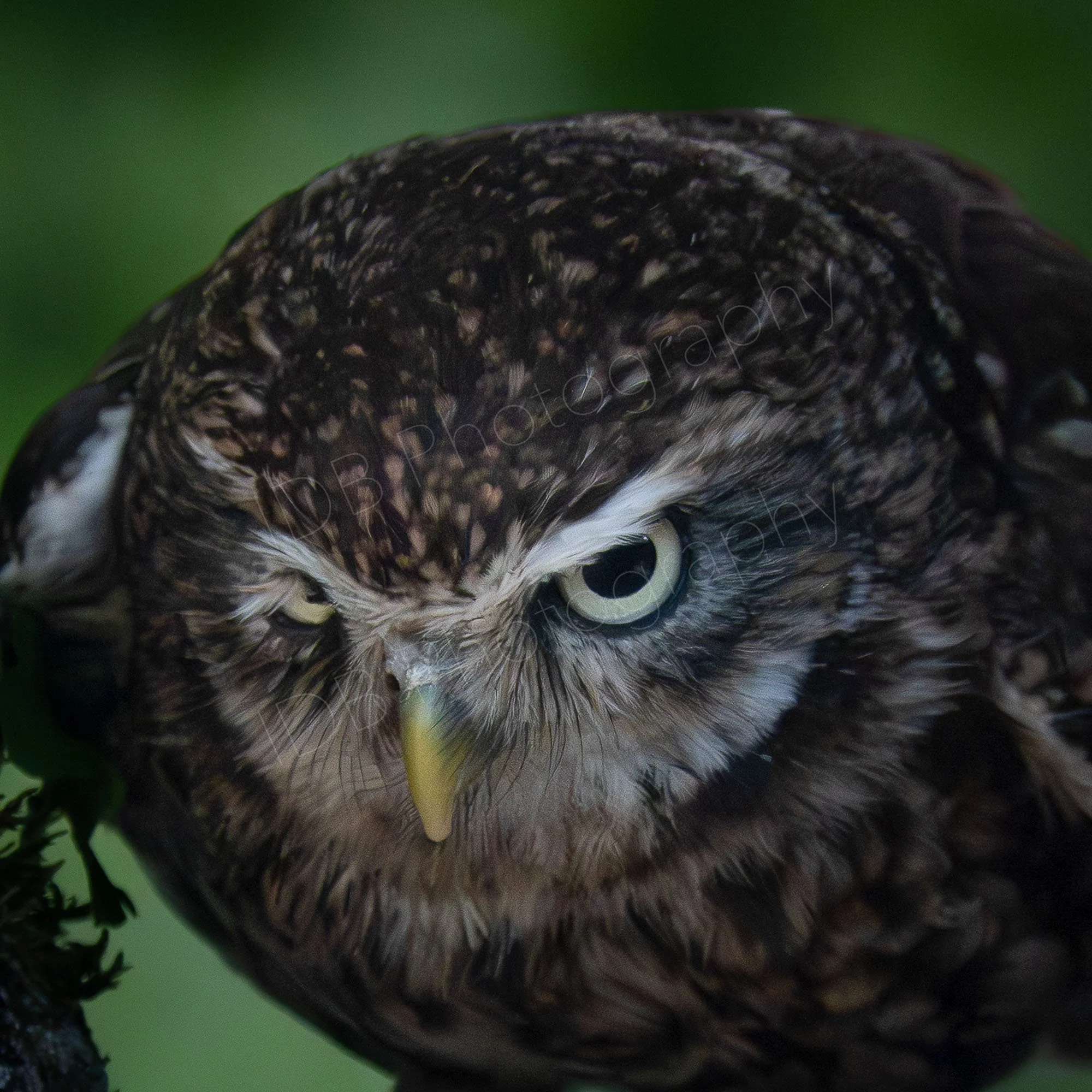 Close up of stern looking Little Owl, head tilted forwards, Green background. East Sussex, UK.