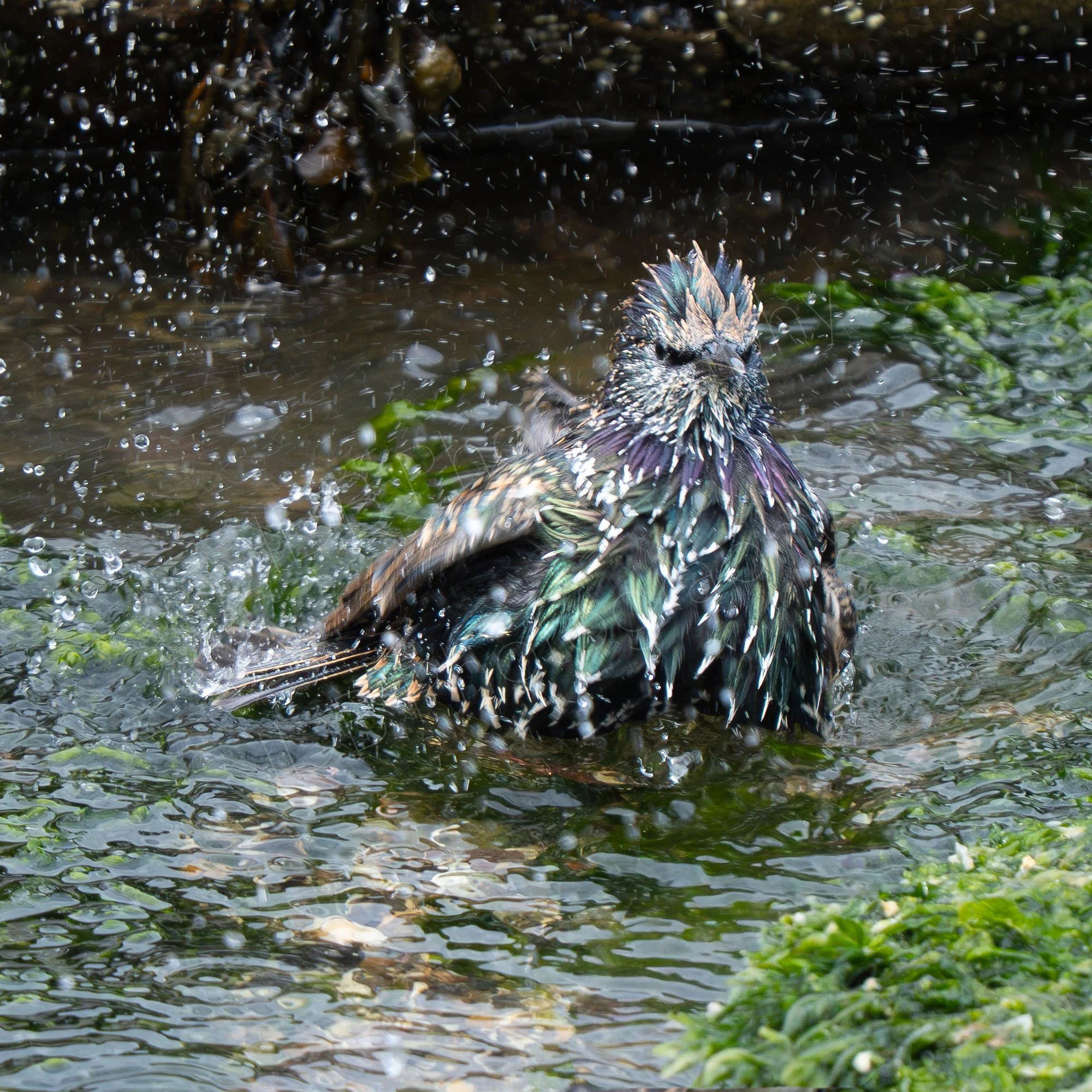 A Common Starling (Sturnus vulgaris) bathing in a rock-pool, brightly coloured wet feathers and a scattering of water; Northumberland, UK.