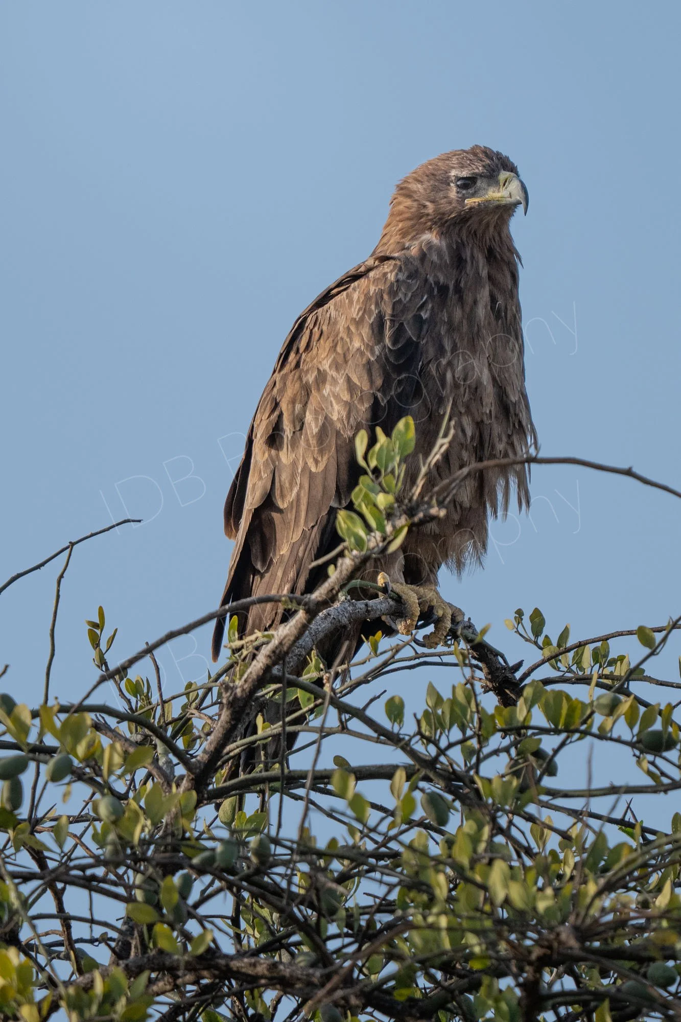 Tawny Eagle (Aquila rapax) on top of a tree in Masai Mara, Kenya with blue sky background.