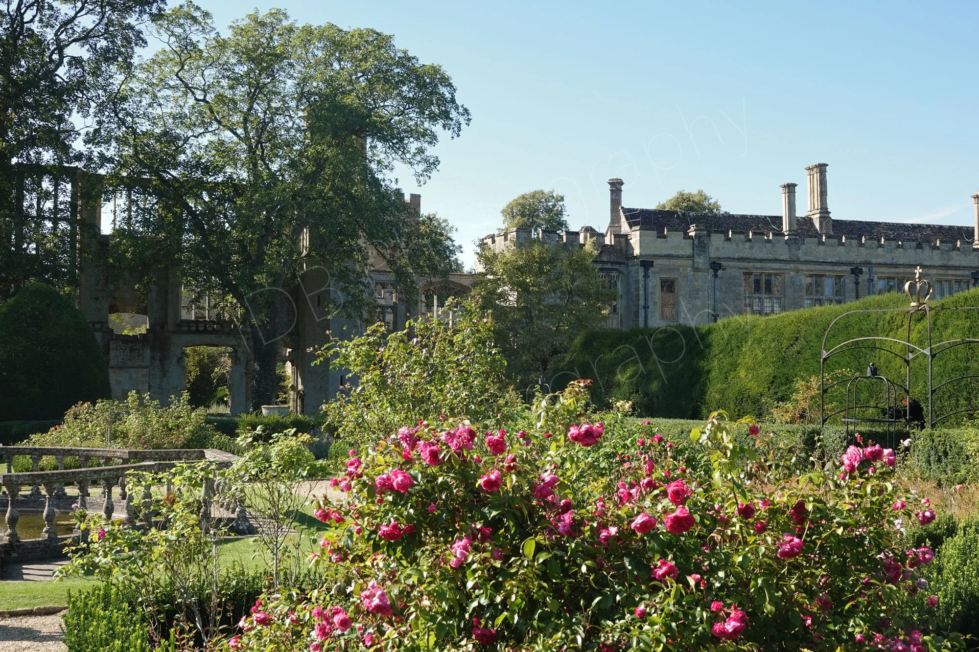 The historic stone ruins, main house and vibrant rose bushes in the  gardens at Sudeley Castle in Winchcombe, Gloucestershire.