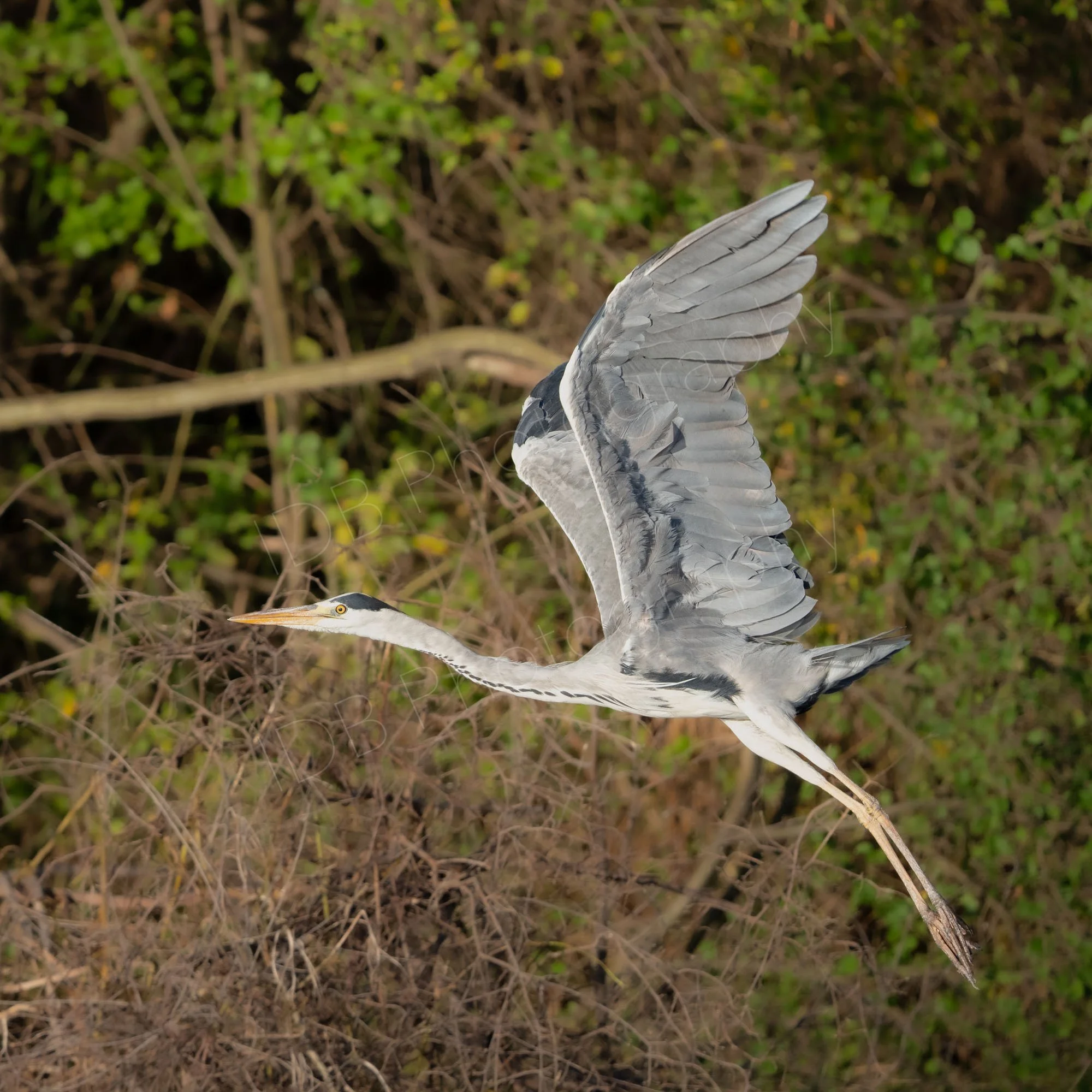 Grey heron (Ardea Cinerea) taking off in flight, shrubland background at Lake Nakuru, Kenya.