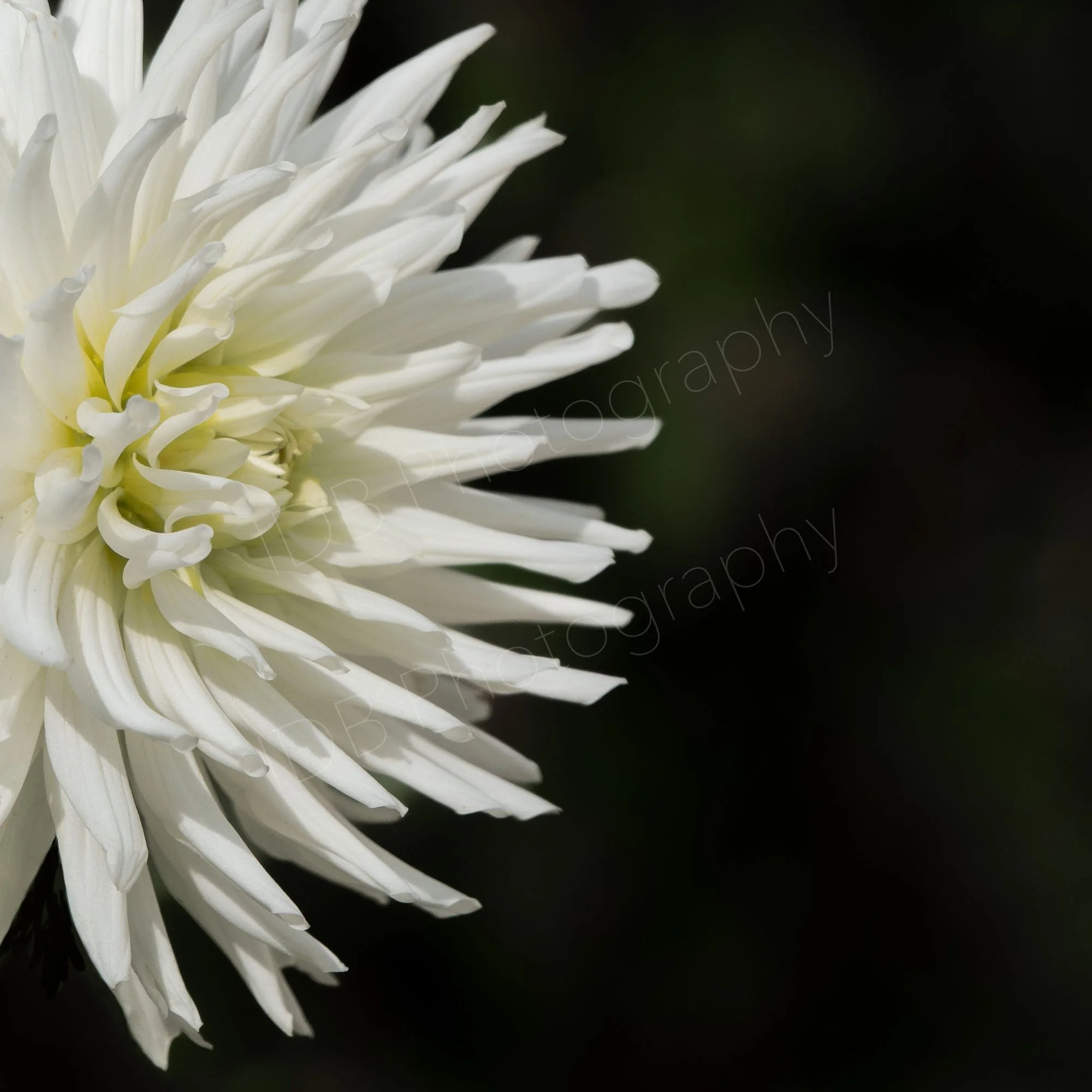The main section of a cactus dahlia flower ("My love") facing right on a very dark background.