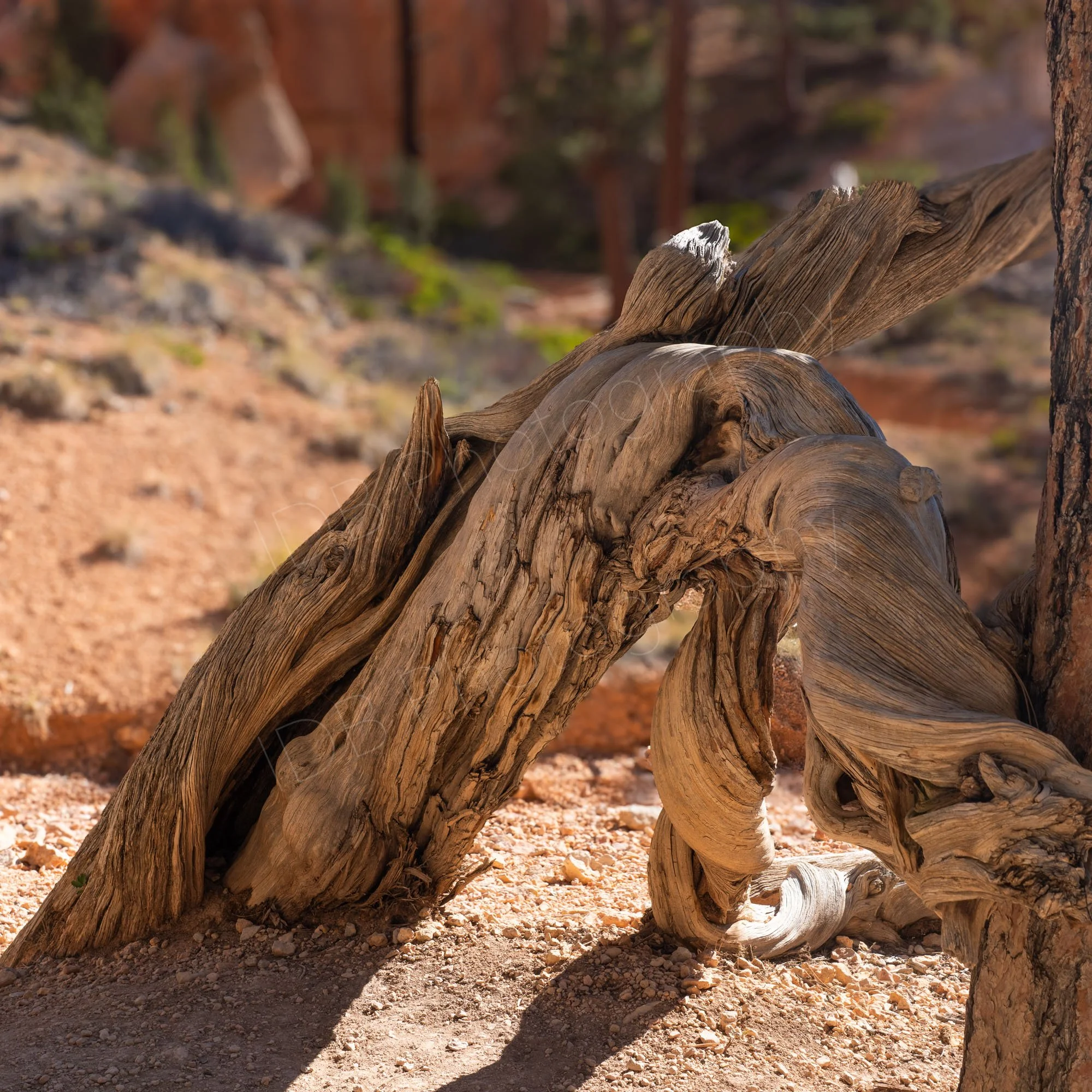 A gnarled and twisted dead tree trunk, ?Utah juniper (Juniperus osteosperma)  on the Navajo Loop Trail, Bryce Canyon; foreground shadows.