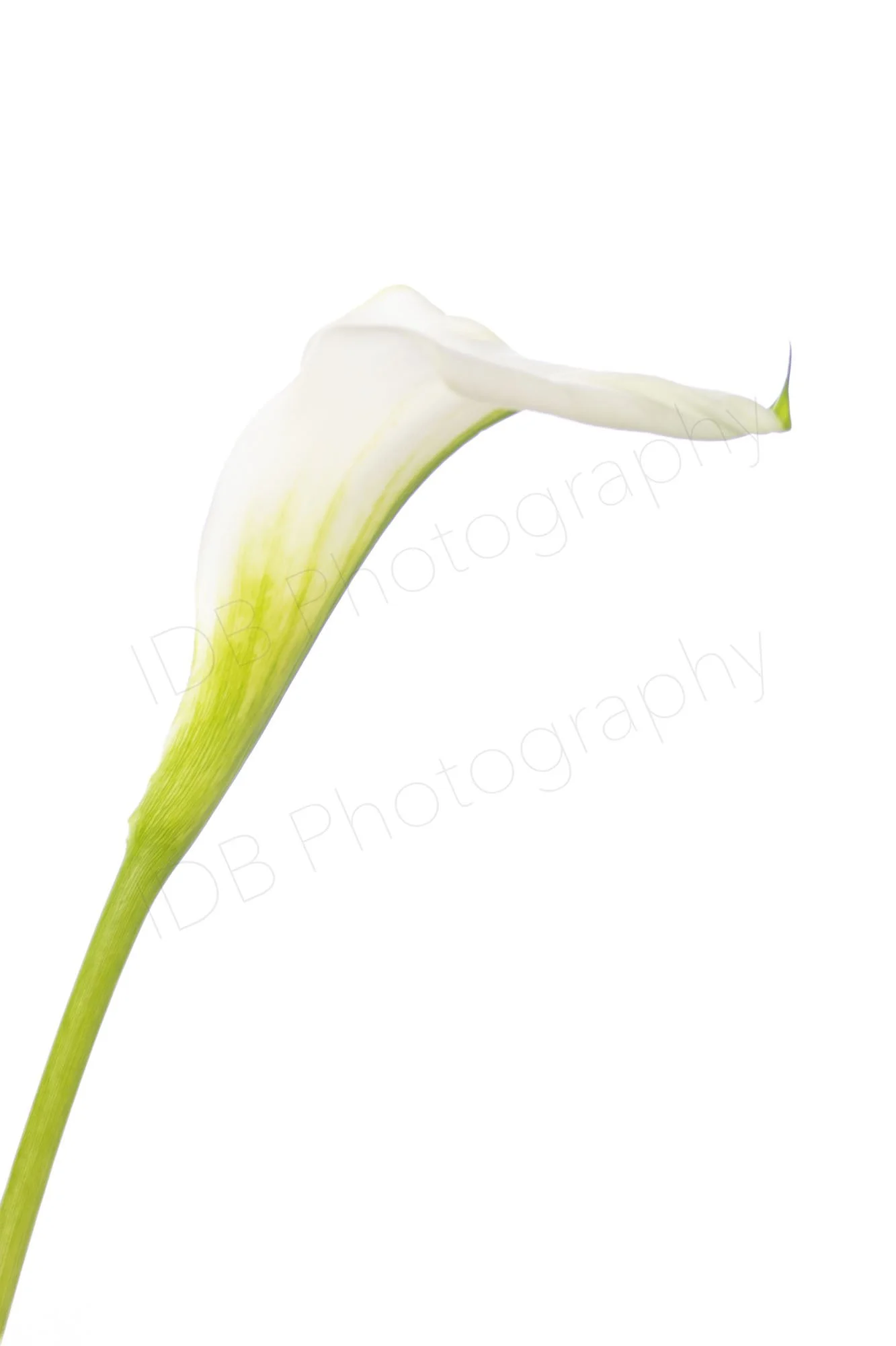 A high-key image of a white calla lily spathe (Zantedeschia aethiopica) diagonally oriented side view 1.