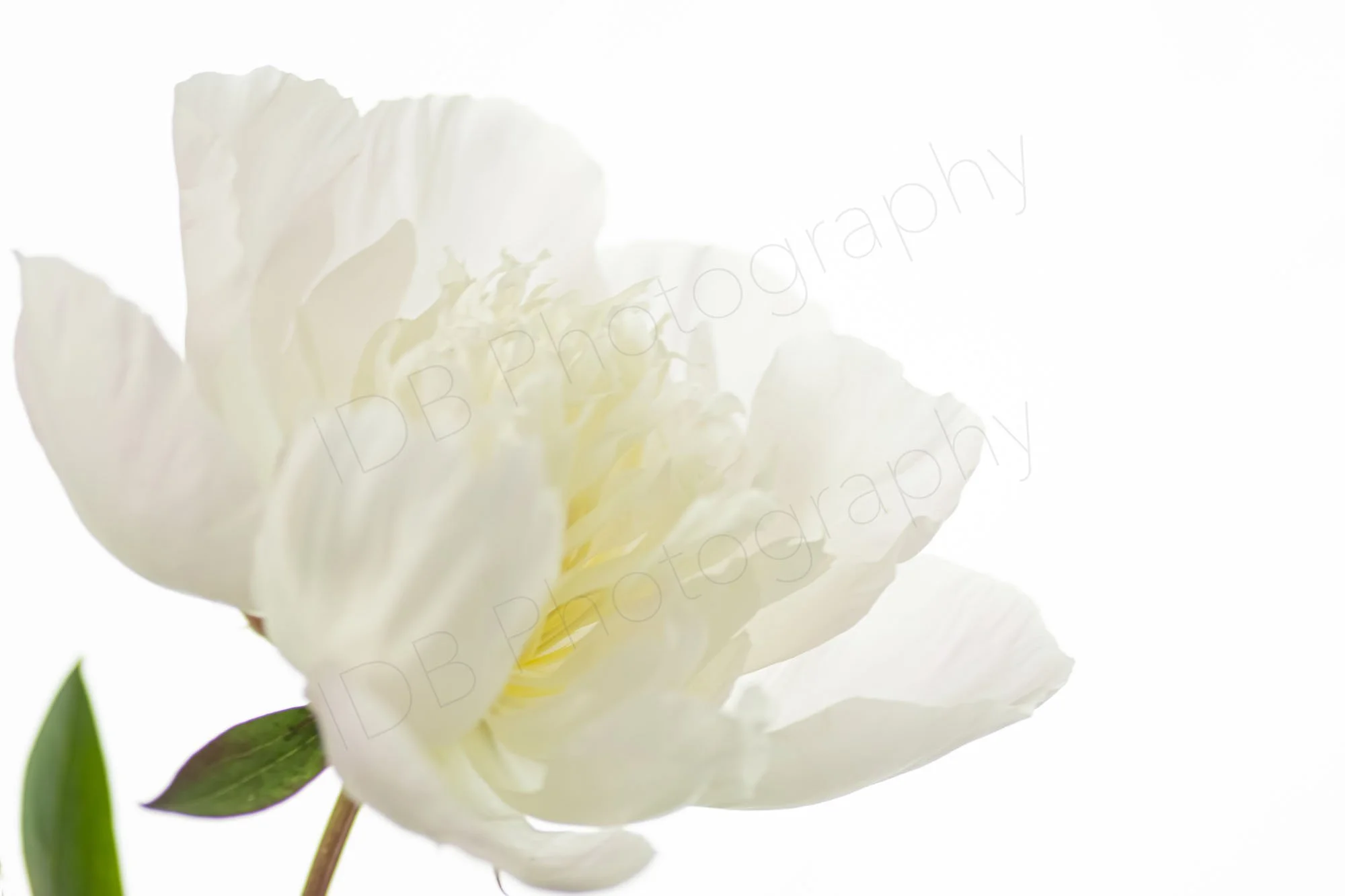 A white peony flower, Paeonia lactiflora Immaculée, with green leaves on a white background. White on white. 