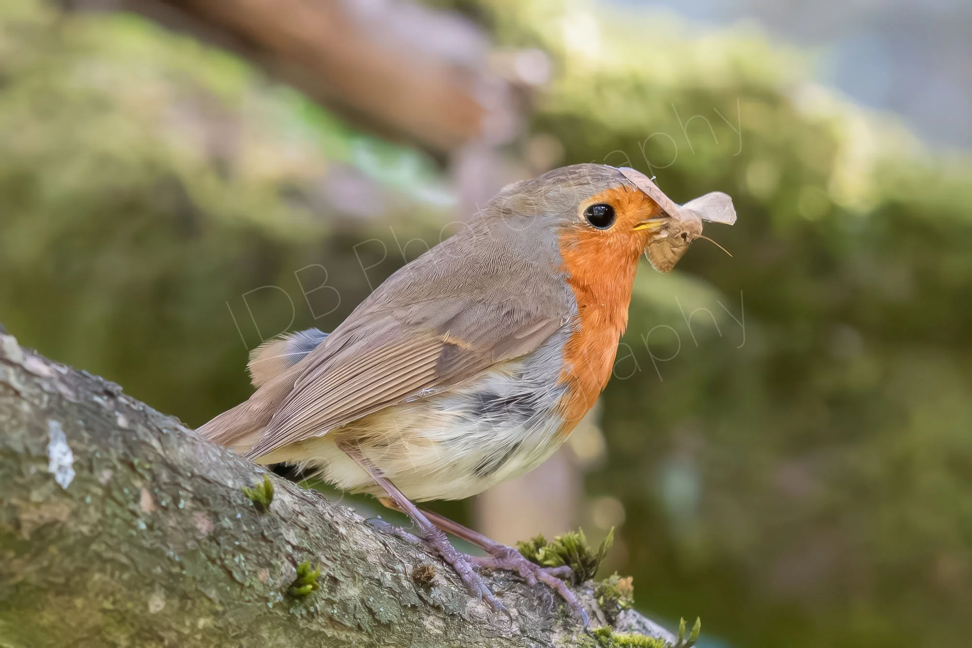 European robin (Erithacus rubecula) holding a recently caught large moth in it's beak. Hazy tree branch background. Gloucestershire, UK.
