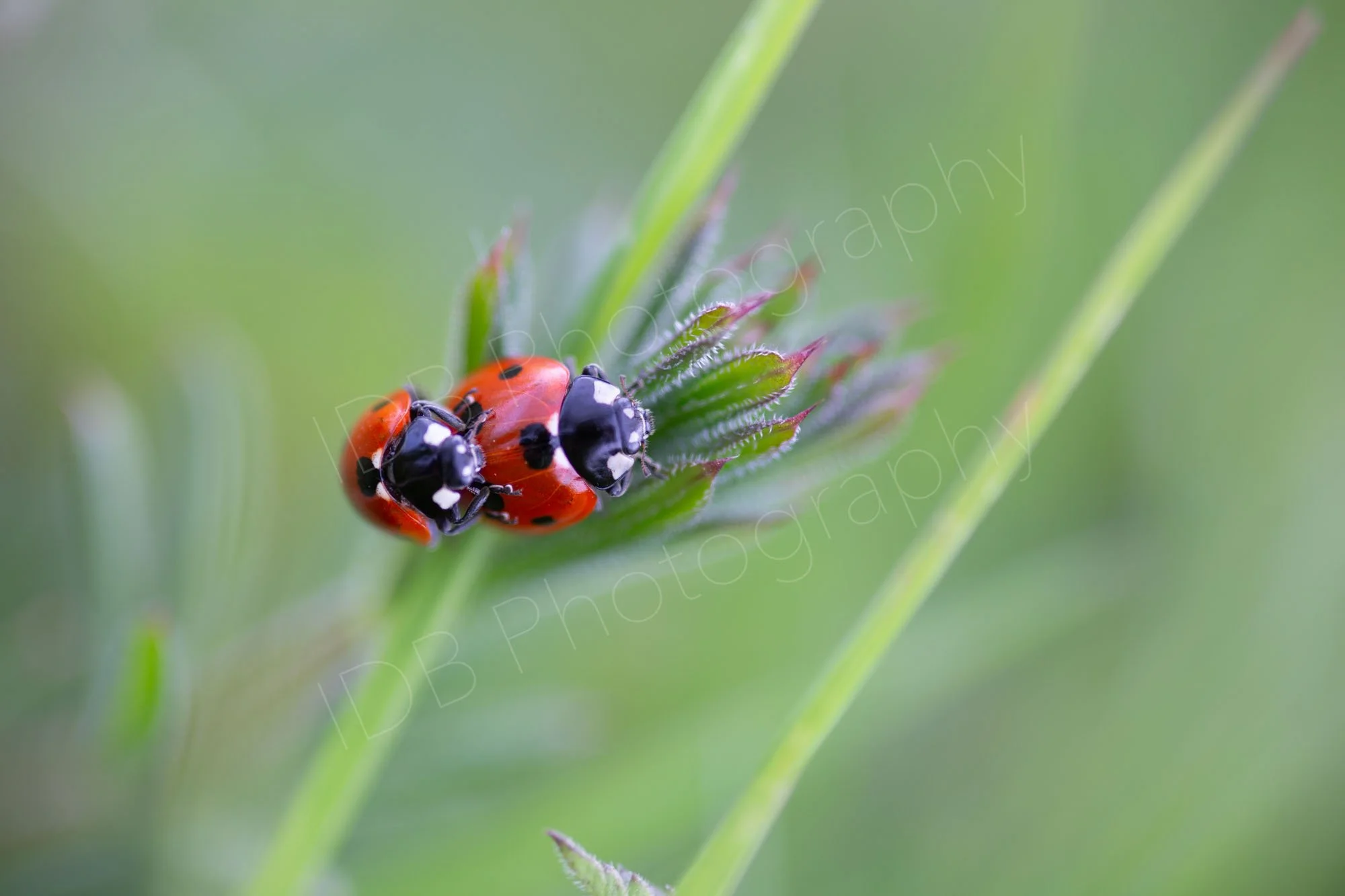 Two Seven-spotted Ladybirds (Coccinella septempunctata)  on a plant stem, possibly mating. Blurry green background. Gloucestershire, UK.