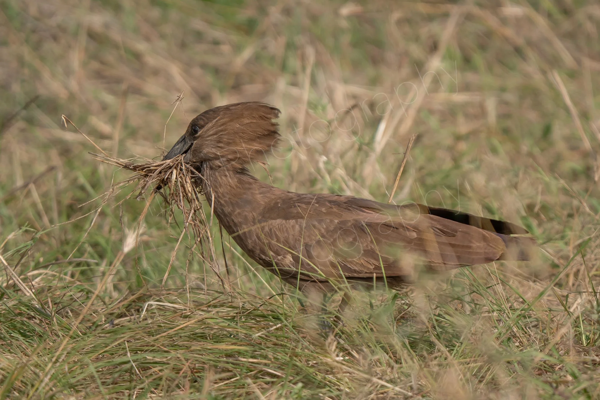 Hamercop bird (Scopus umbretta)  on the ground with a large beak-full of grass for it's nest, Masai Mara, Kenya.