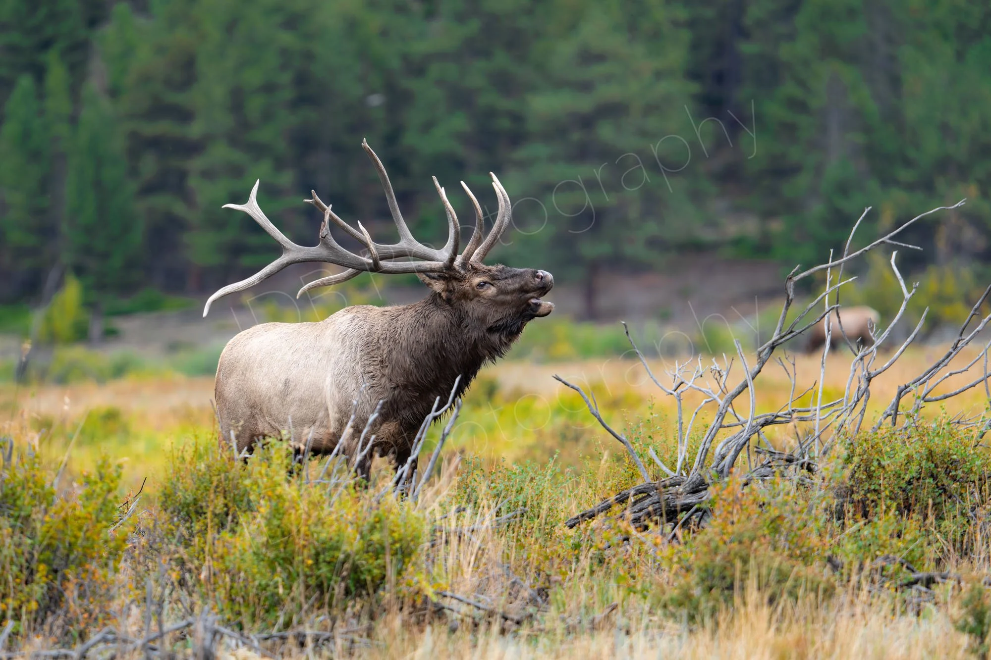 "Split Five", a dominant bull elk with impressive antlers bellowing  in search of females at rutting time.  Yellowy green meadow and pine tree backdrop. Rocky Mountain National park, Colorado, USA.