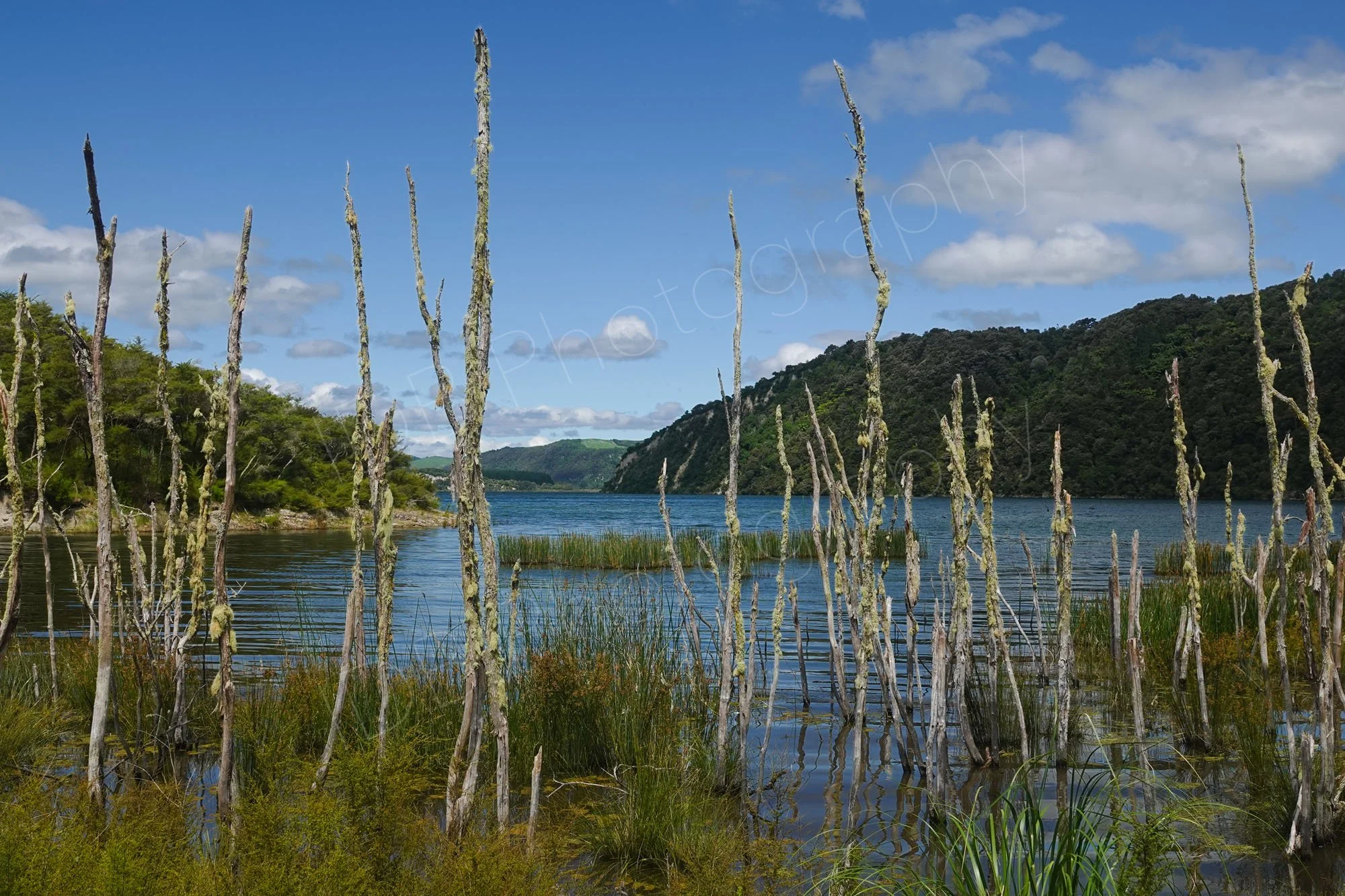 Lake Rotomahana, New Zealand with a number of small dead, lichen-covered trees standing in the water in the Waimangu Volcanic Valley.