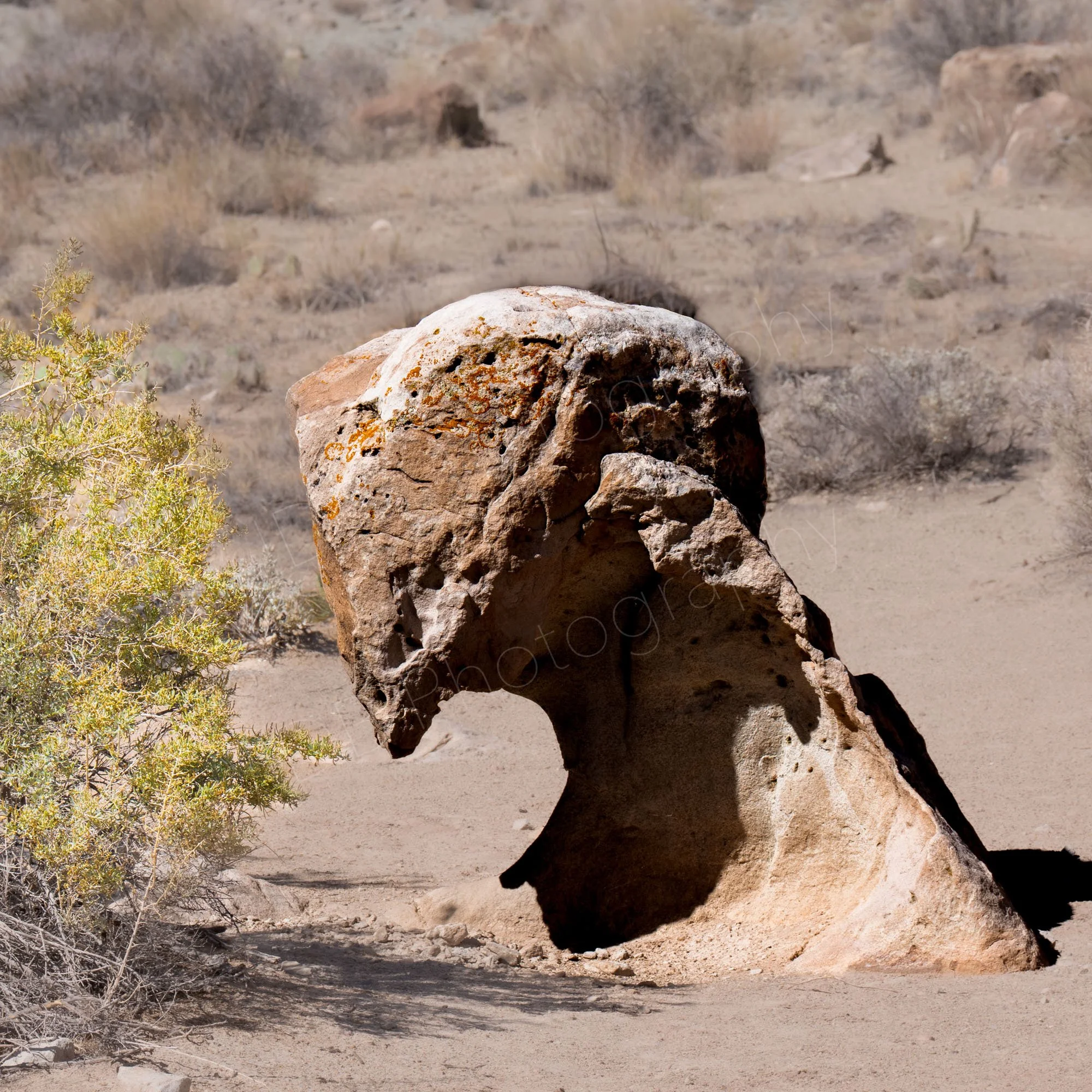 A "head and neck" rock formation at Arches National Park, Utah reminiscent of a damaged Greek statue, beside a bush with a scrubby desert background.