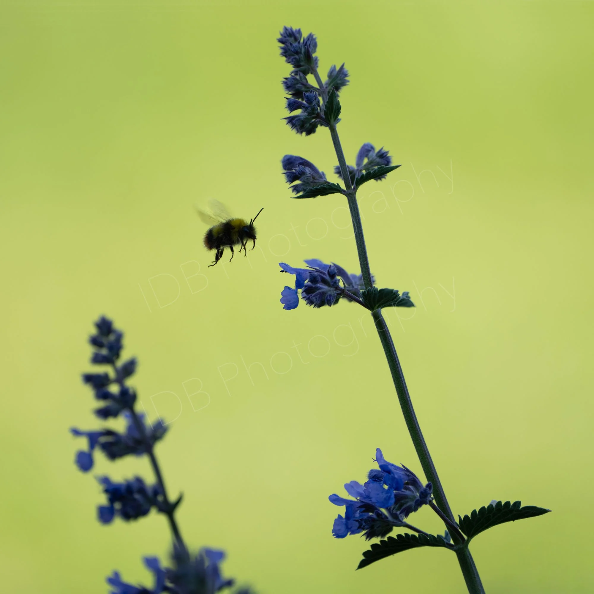 A close-up of a part silhouetted bumblebee in mid-flight near vibrant blue Nepeta flowers against a solid, soft yellow/green background. Gloucestershire, UK.