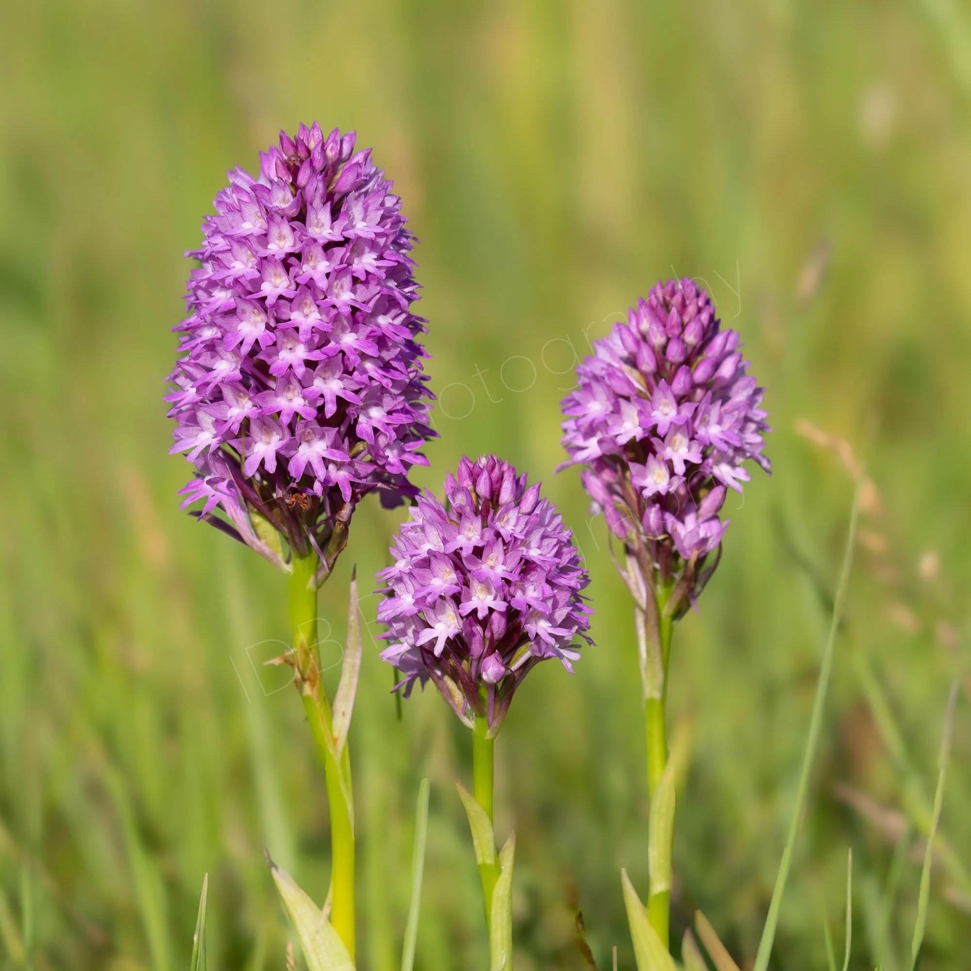 A group of three Pyramidal Orchids (Anacamptis pyramidalis), with grassy surround and yellow/green bokeh. Rye Harbour, East Sussex.