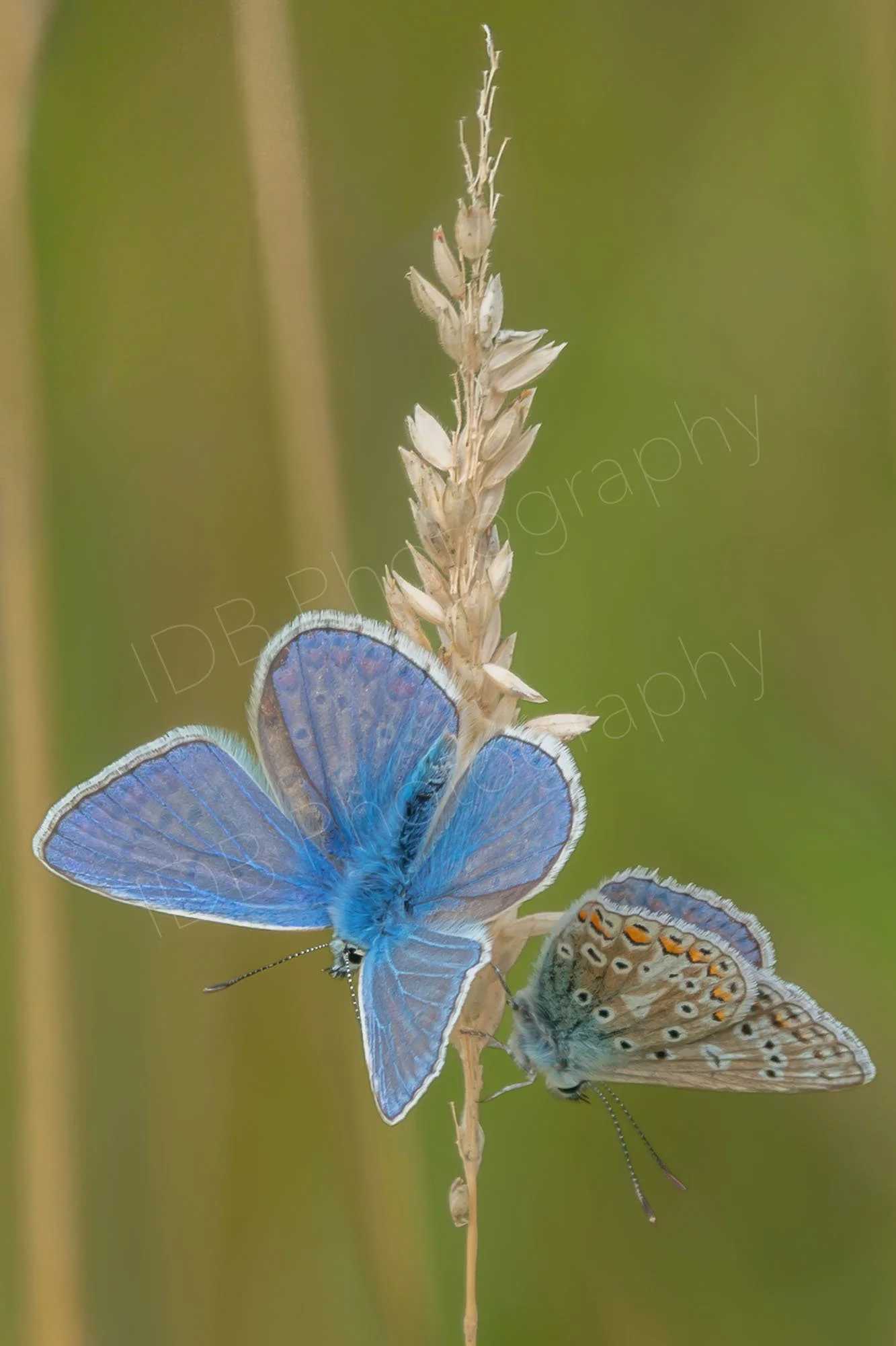 Two Common Blue butterflies (Polyommatus icarus)  resting on a head of dead grass, the one in the foreground with it's wings fully open. Gloucestershire, UK.