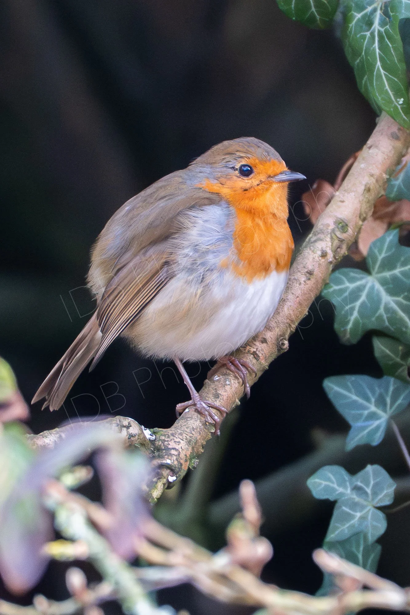 European robin (Erithacus rubecula) sitting on a shrub branch with visible Ivy and v dark background. Kent, UK.