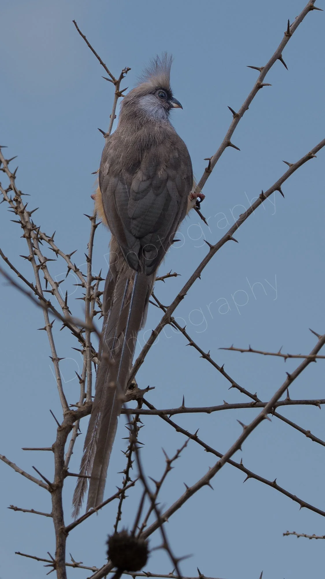 Speckled Mousebird (Colius striatus), Amboseli, Kenya.
