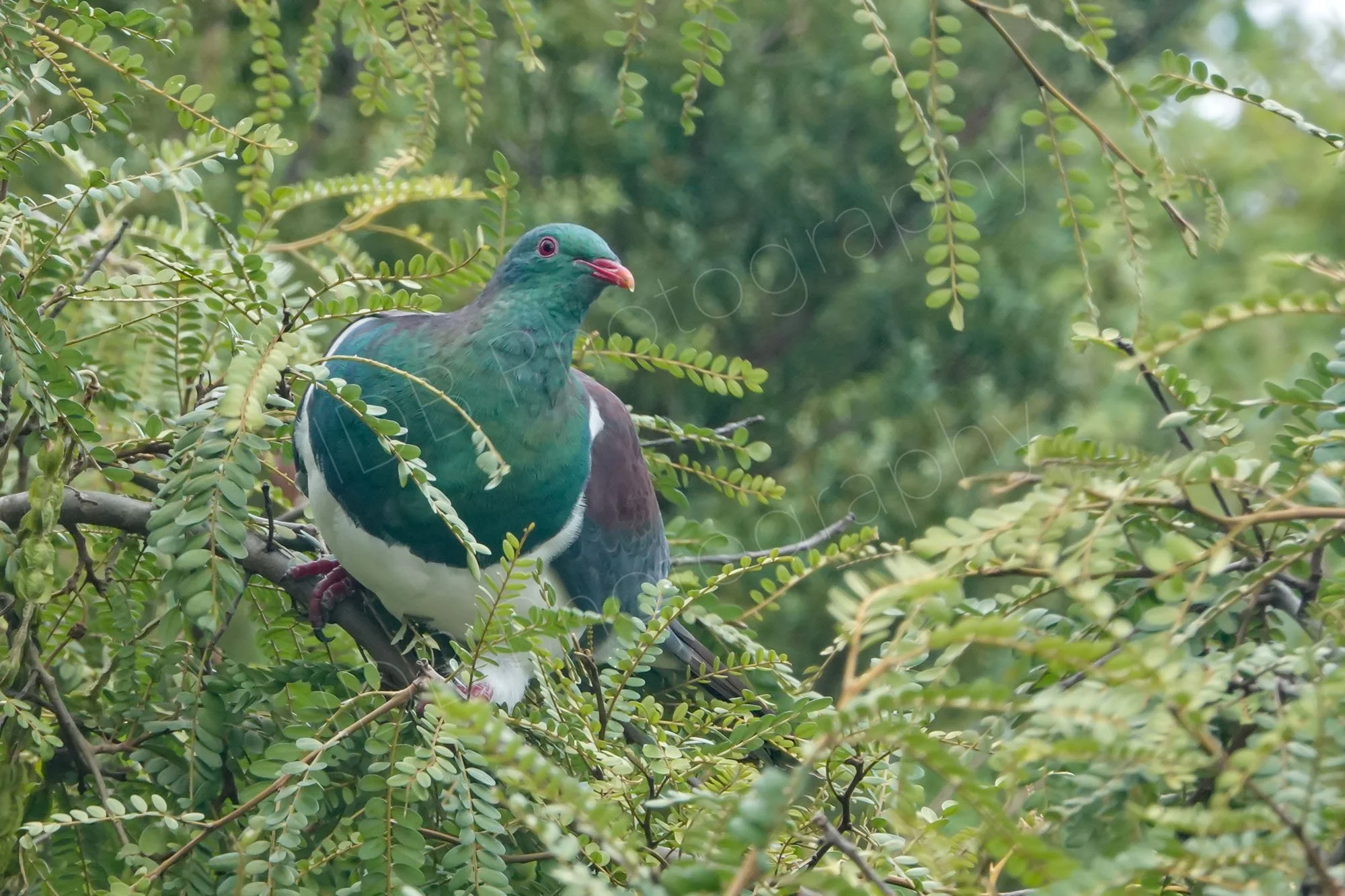 A beautiful New Zealand pigeon - Kereru (Hemiphaga novaeseelandiae) sitting in branches of a tree.
