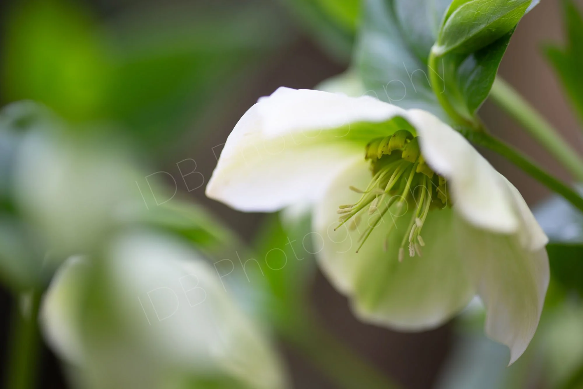 White Hellebore ( Helleborus Niger) flower with others out of focus in the background. Kent, UK.