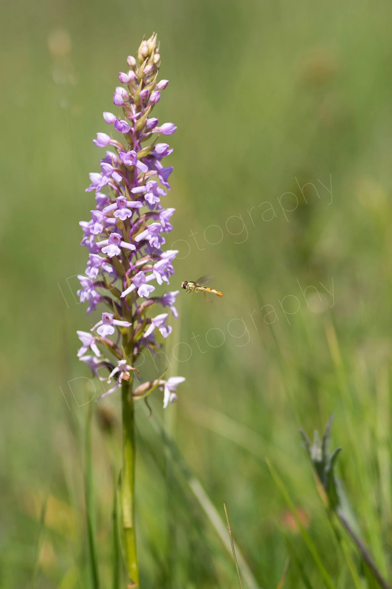 Fragrant-orchid (Gymnadenia conopsea) with an approaching hoverfly, possibly Sphaerophoria scripta, mid flight. Nice green bokeh background.