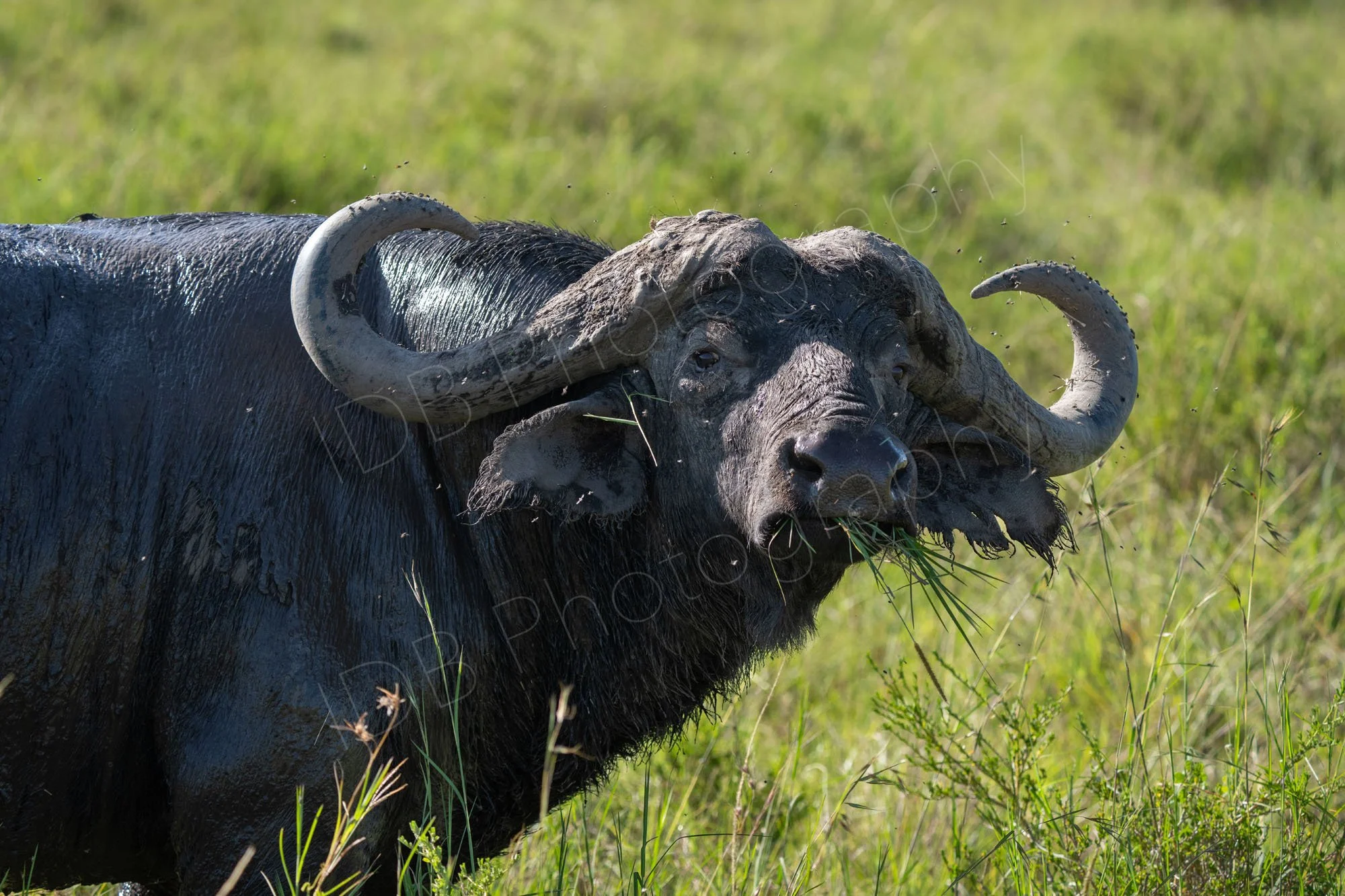 Old male buffalo v2. chewing grass in Masai Mara, Kenya.