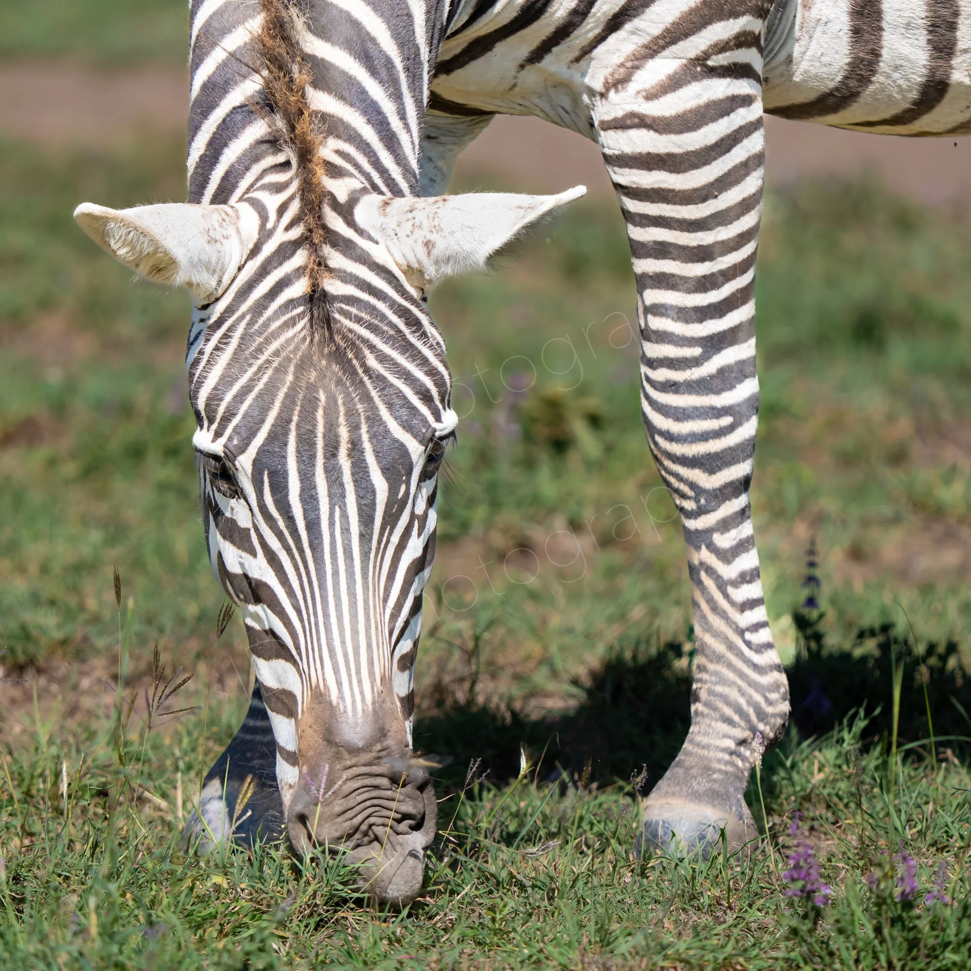 Close up of Zebra munching the grass with head, one leg and part of body in the image, blurry grass background in Nairobi, Kenya.