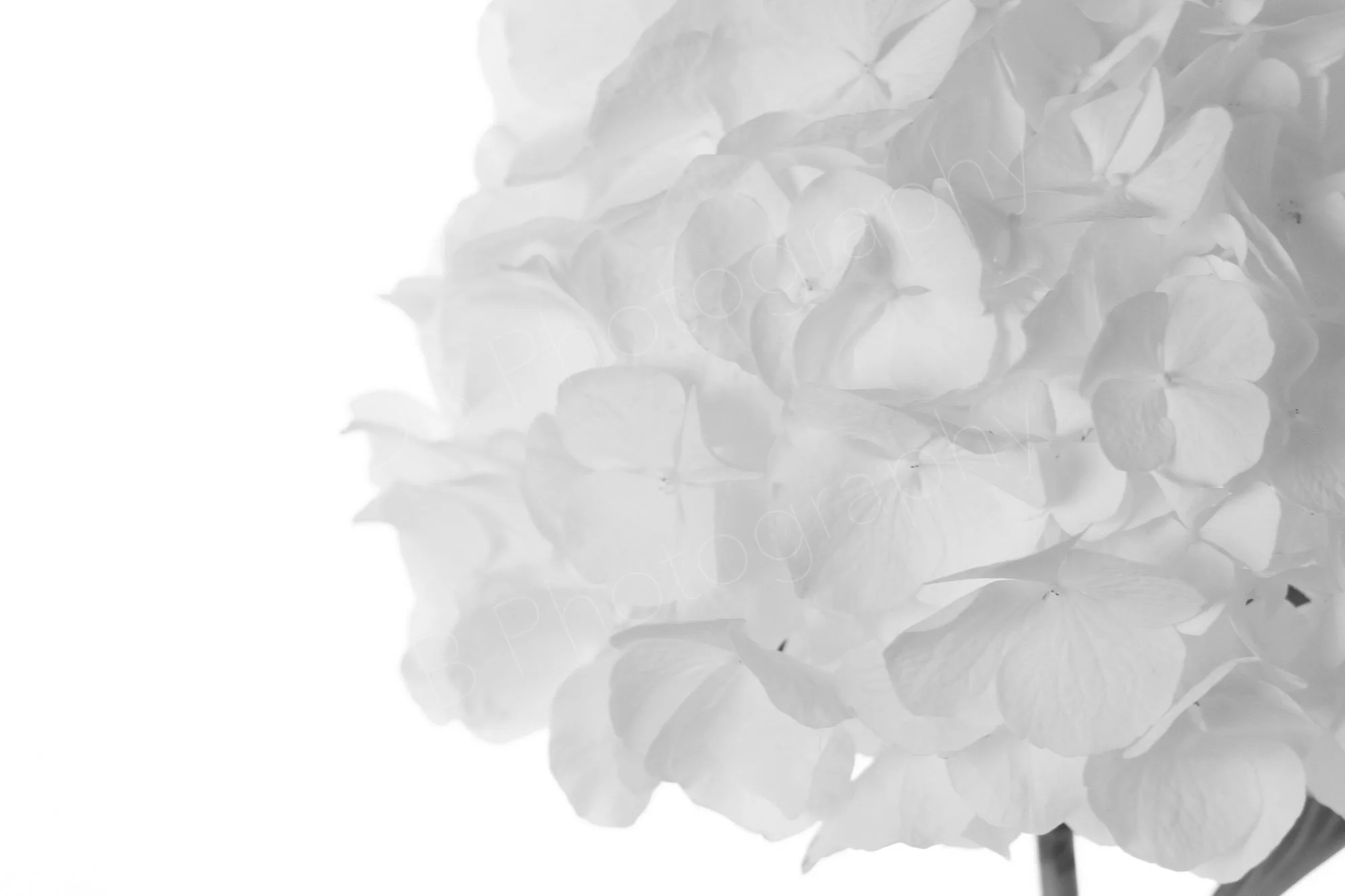 A close up black and white image of a the sepals of a white hydrangea macrophylla with small amount of visible stem and leaf on a white background.