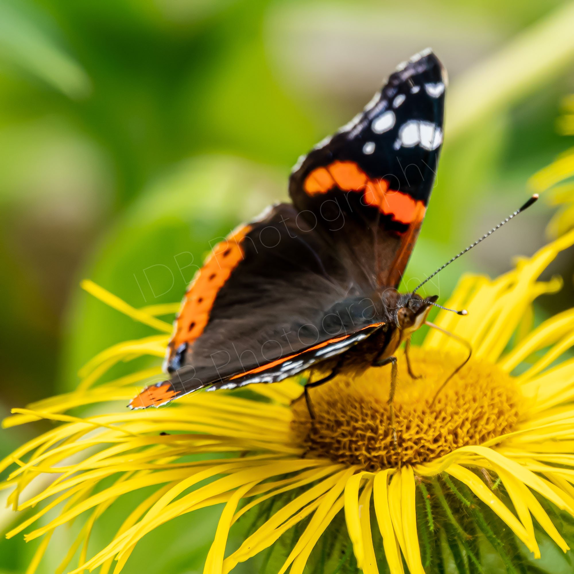 Red Admiral butterfly ( Vanessa atalanta) on an Inula Helenium flower head. Taken in Gloucestershire, UK.