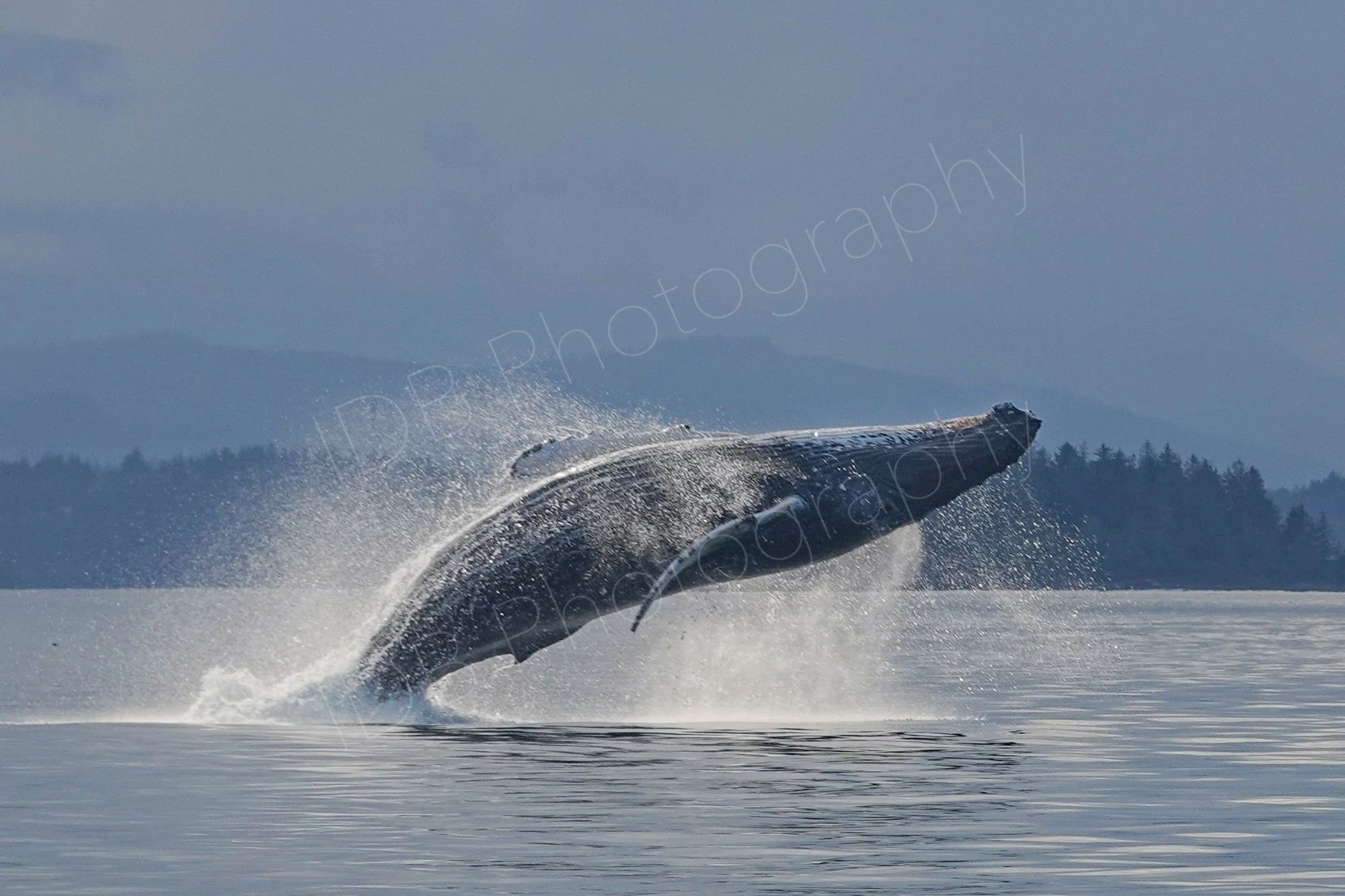 Juvenile humpback whale in full breach with lots of water spray and blue/grey sky background in Johnson's Straight, British Columbia, Canada.