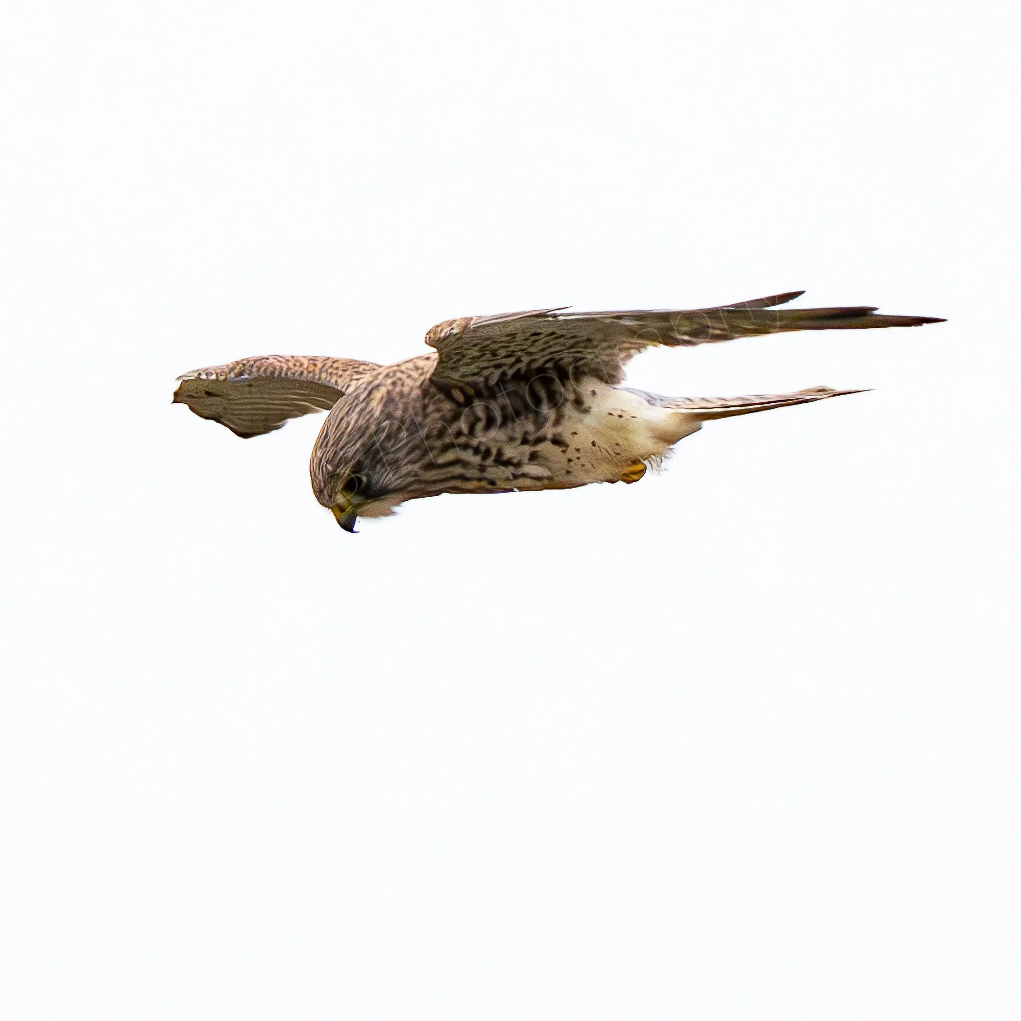 High key image  of a Common Kestrel (Falco tinnunculus) hovering waiting to pounce. Completely white background. Gloucestershire, UK.