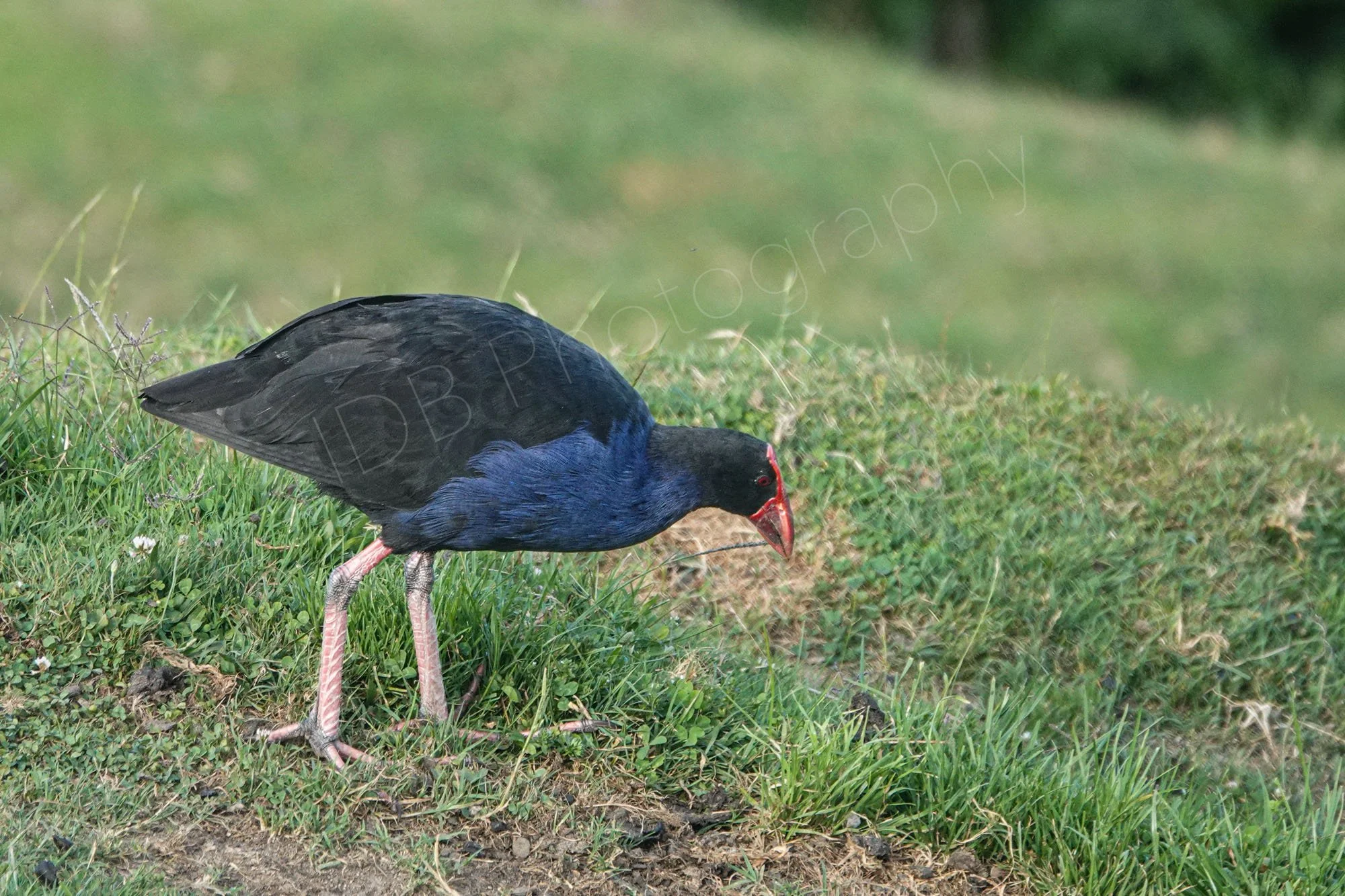Australasian swamphen, pukeko, (Porphyrio melanotus) on grass at Rotorua, Bay of Plenty.