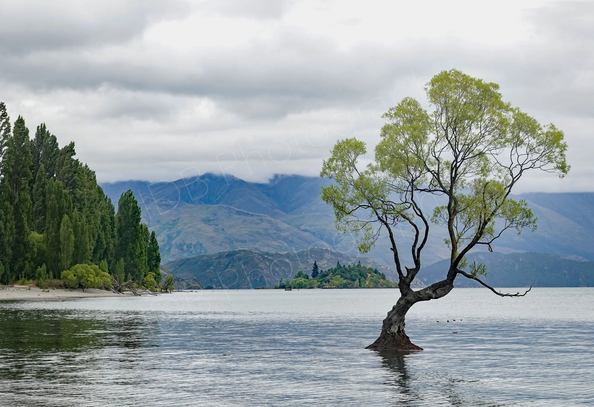The famous Wanaka tree on a cloudy day, a willow appearing to grow out of the water of Lake Wanaka, Otago, New Zealand.