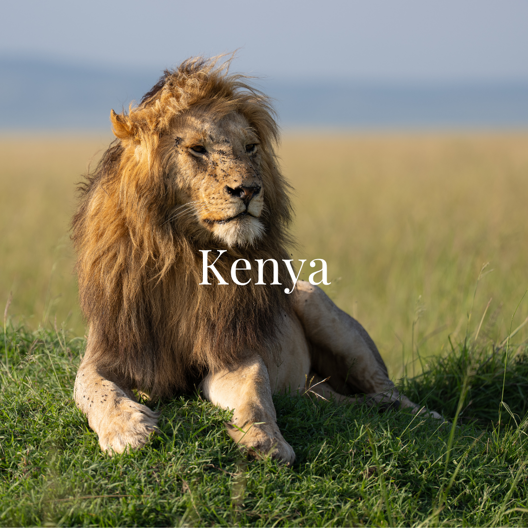 A male lion sitting on grassy plains, with the word 'Kenya' overlaid.