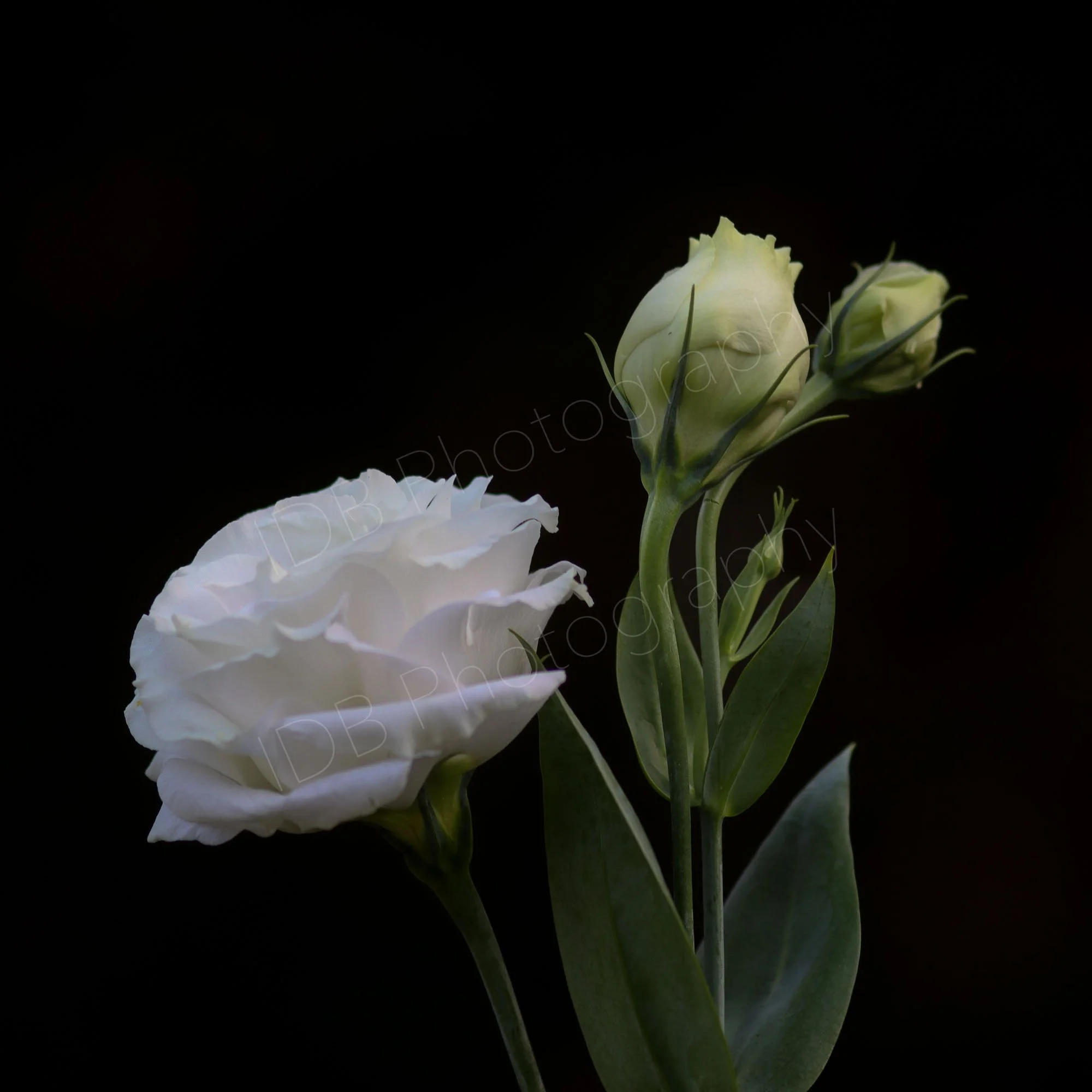 A  flower and buds of Lisianthus Rosita White (Eustoma grandiflorum 'Rosita White') on a black background, leaves partly in shade. Square image.