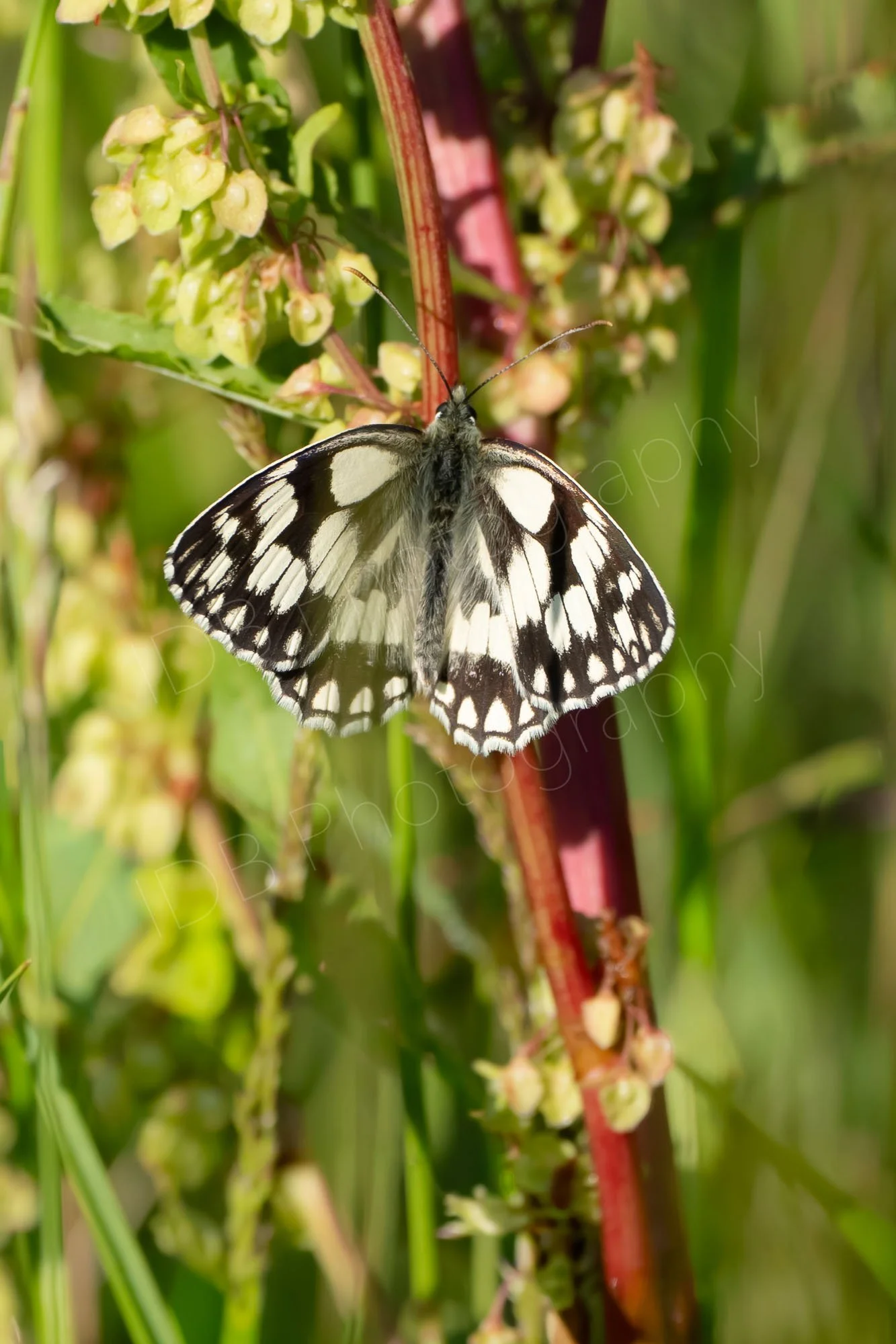 Male Marbled White butterfly wings outstetched, perched on the stem of Common Sorrel (Rumex acetosa); Rye Harbour, East Sussex, UK.