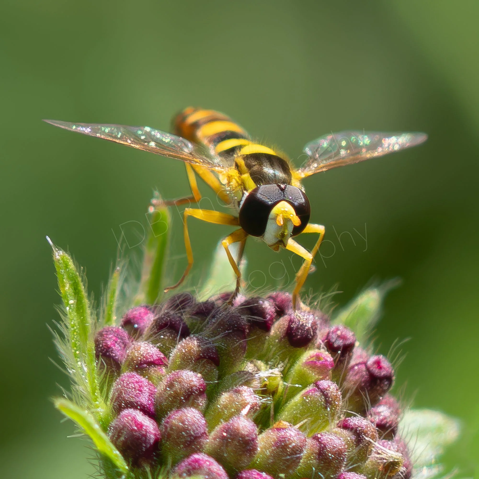 A "Long Hoverfly " of the Sphaerophoria genus on a partially opened Knautia flower head. Green bokeh background. Waterperry Gardens, Oxfordshire, UK
