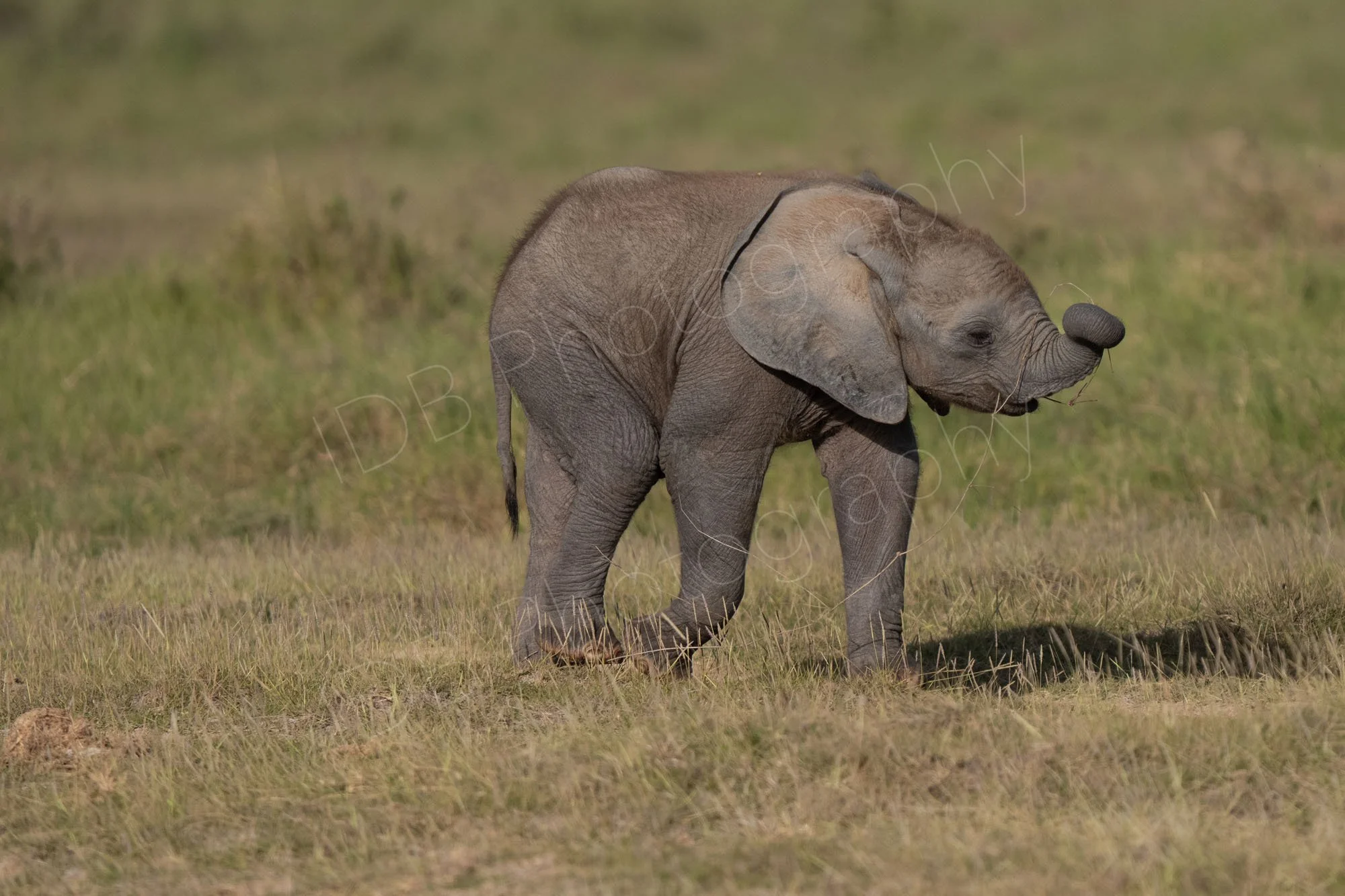Baby African bush elephant on their own, trunk curled,  Amboseli, Kenya.