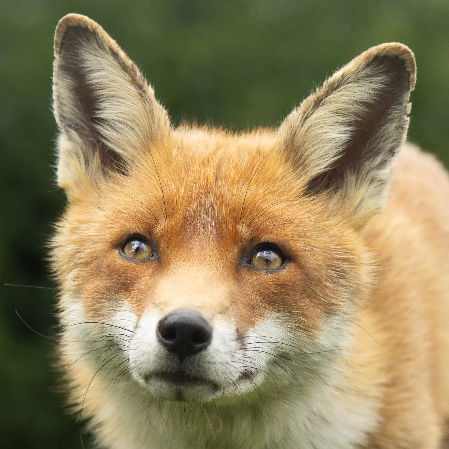 Close up of fox, UK