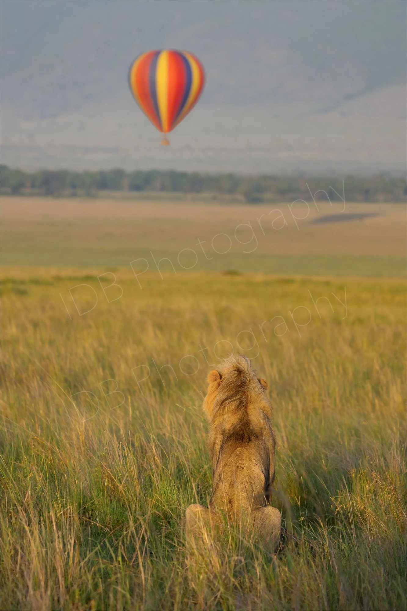 Male lion watching a hot air balloon in early morning light at Masai Mara, Kenya.