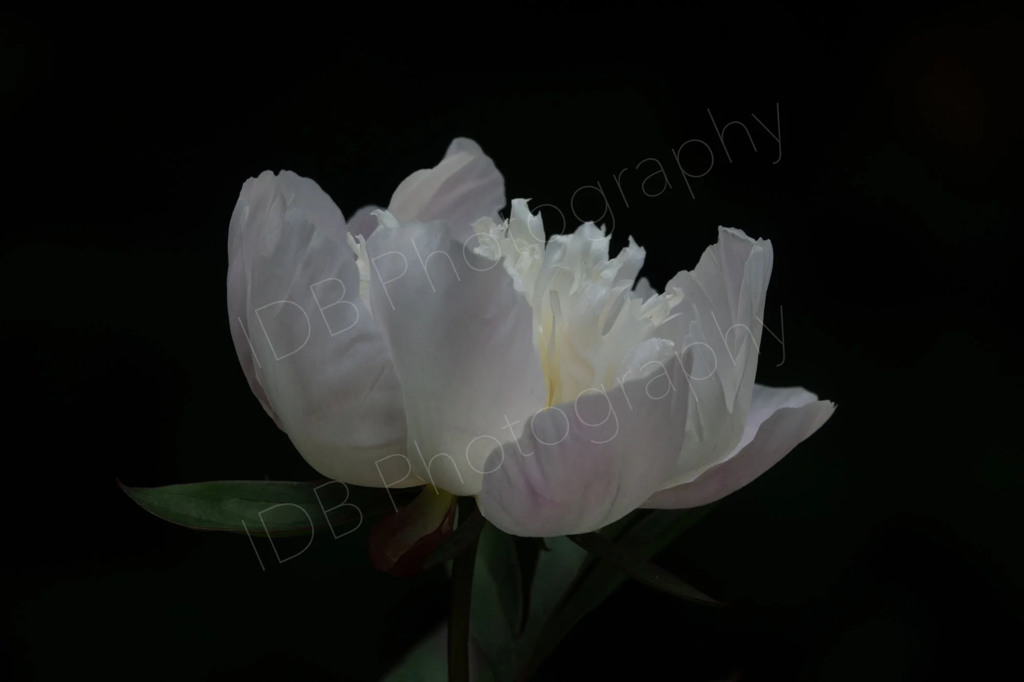 A white peony with a little light pink on outer petals, Paeonia lactiflora Immaculée',  with green leaves on a black background. 1.