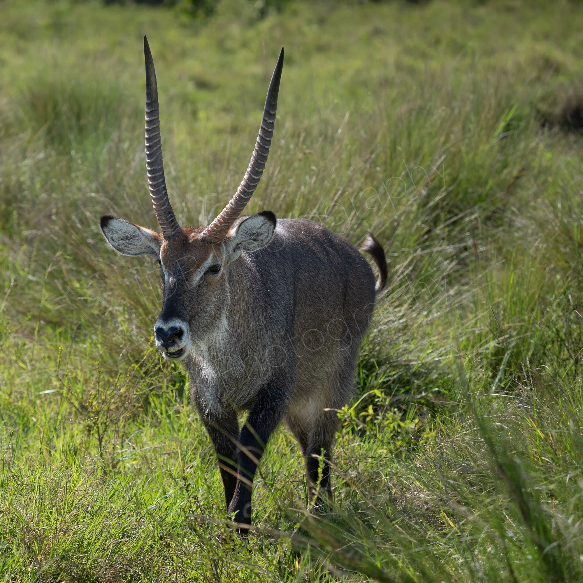 Waterbuck in grassland at Masai Mara, Kenya.