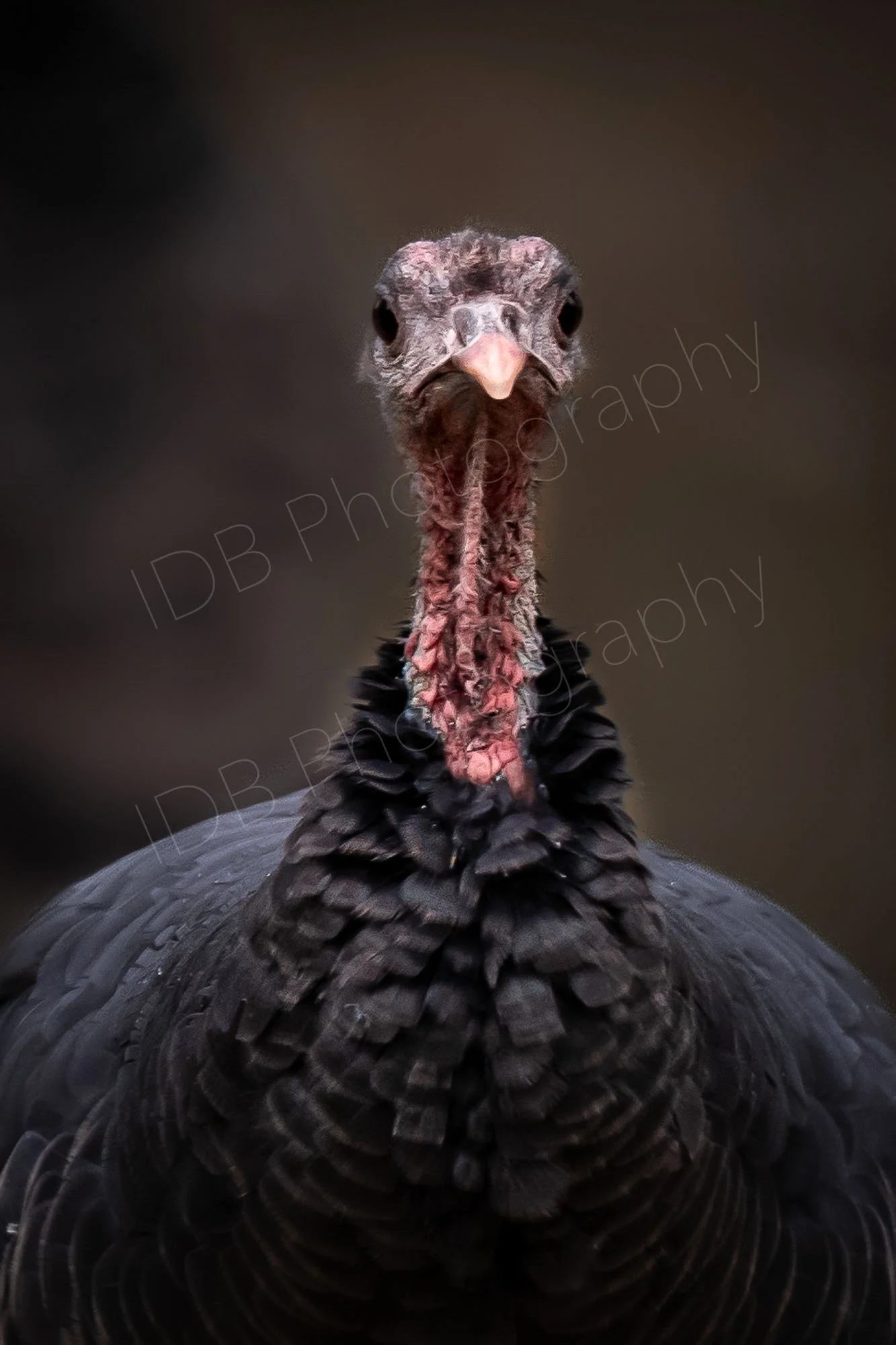 A wild Turkey  faces up to the camera, complimentary background. Estes Park, Rocky Mountain National Park, Colorado, USA.